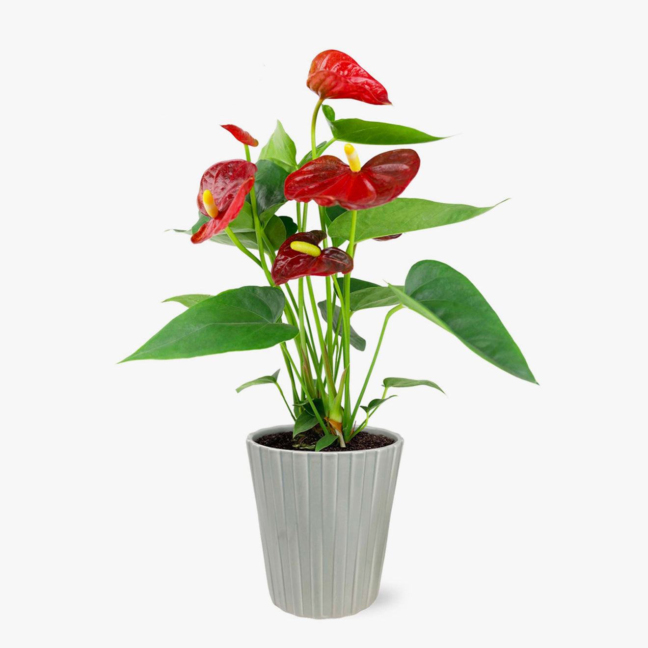 Bali Anthurium-Plants-The Succulent Source