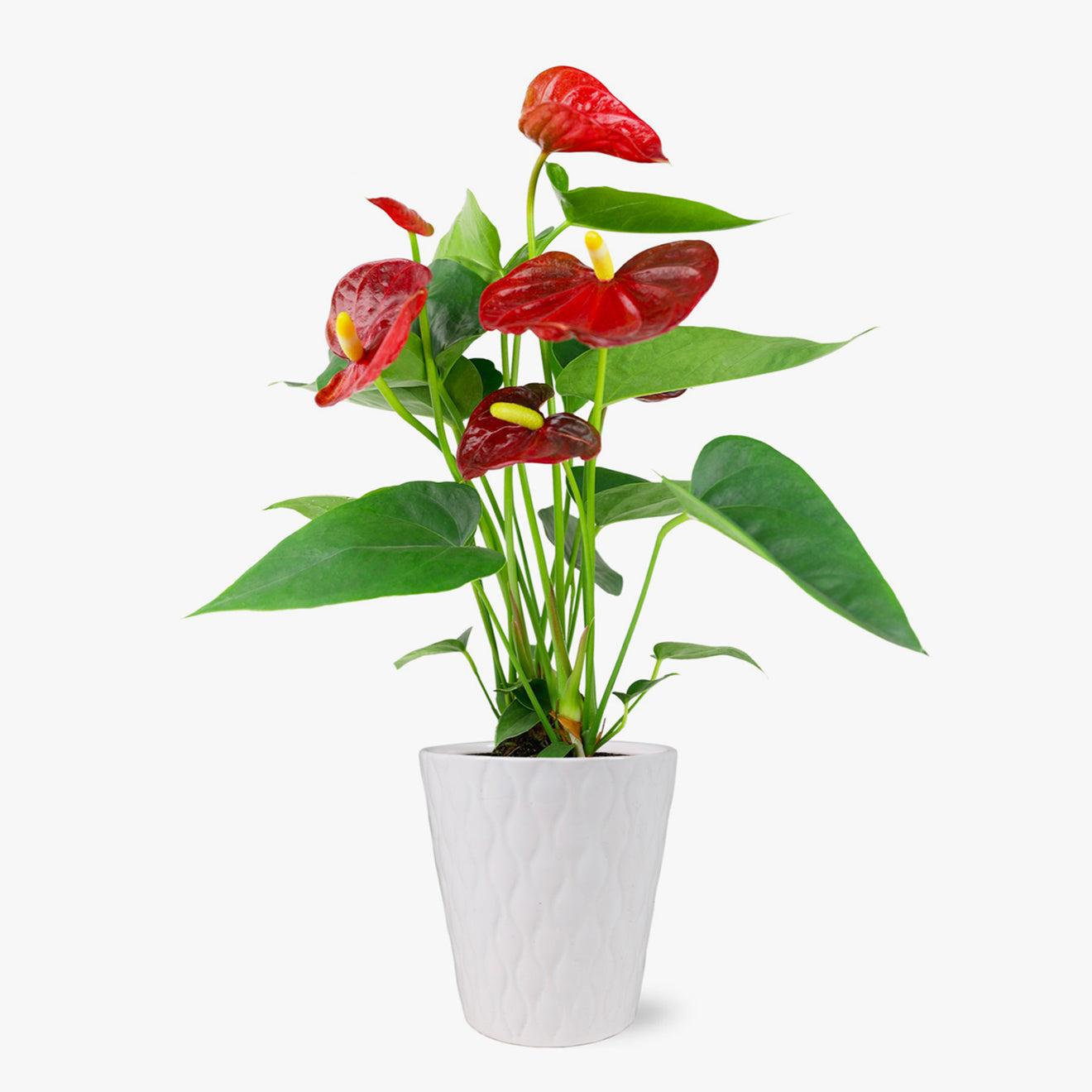 Bali Anthurium-Plants-The Succulent Source