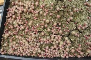 Barrel Cactus Seed - 100 Count bulk wholesale succulent prices at the succulent source - 1
