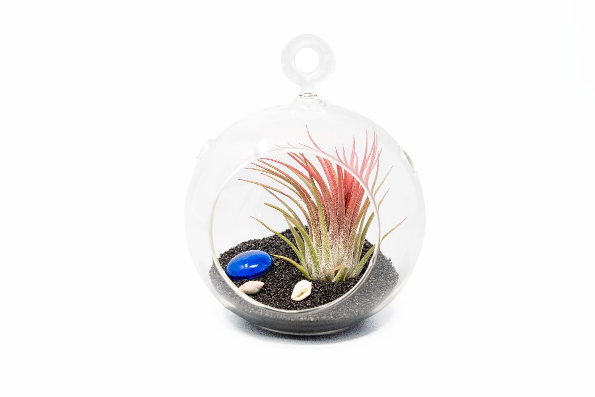 Beach Terrarium in Flat Bottom Globe with Black Sand and Tillandsia Ionantha-gift-The Succulent Source