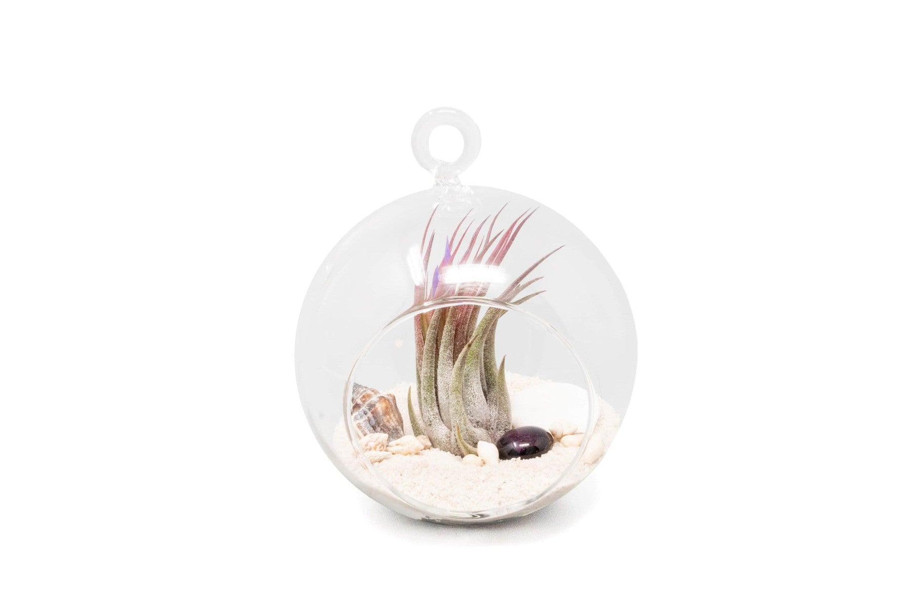 Beach Terrarium in Flat Bottom Globe with White Sand and Tillandsia Ionantha-gift-The Succulent Source