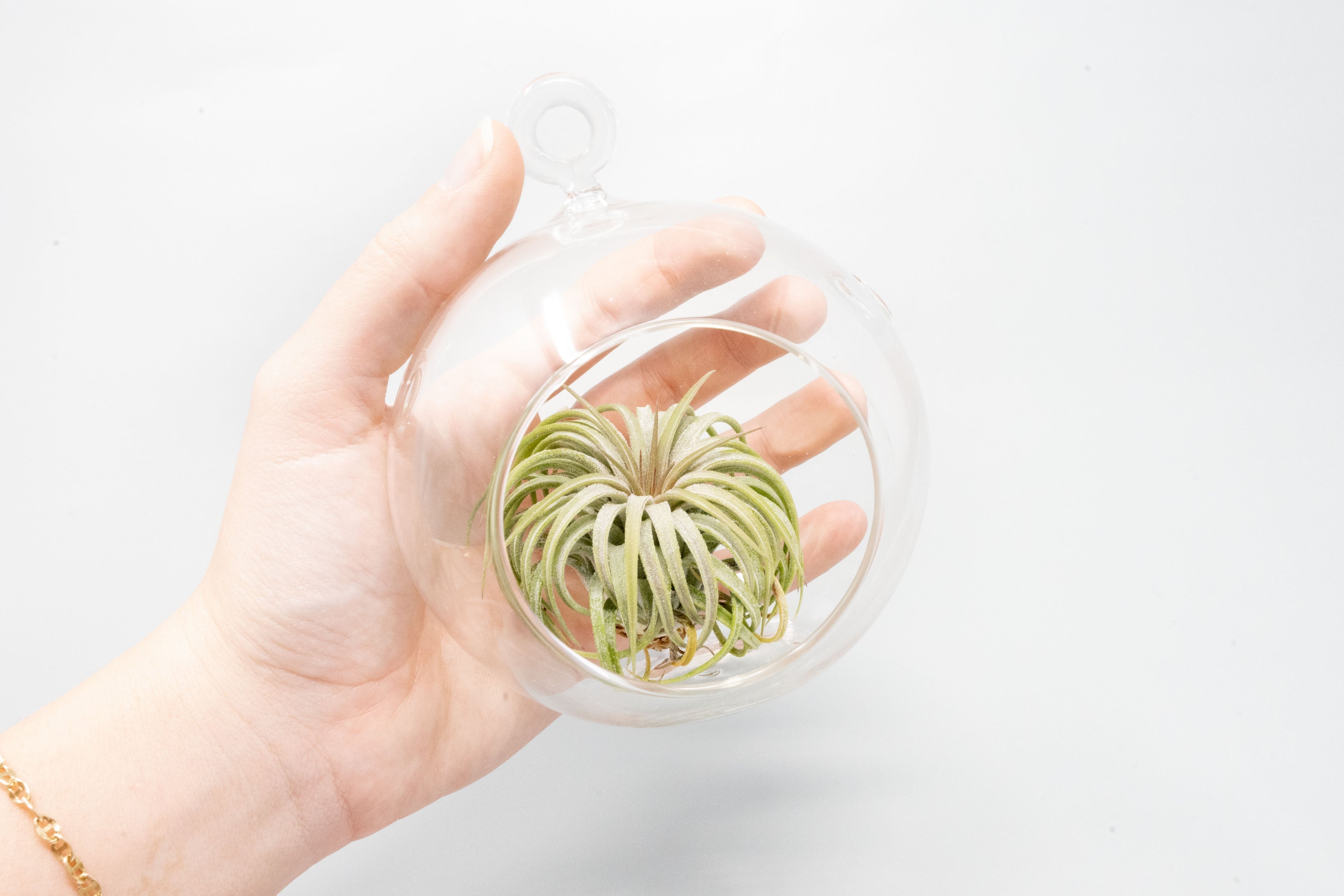 Beach Terrarium in Flat Bottom Globe with White Sand and Tillandsia Ionantha-gift-The Succulent Source