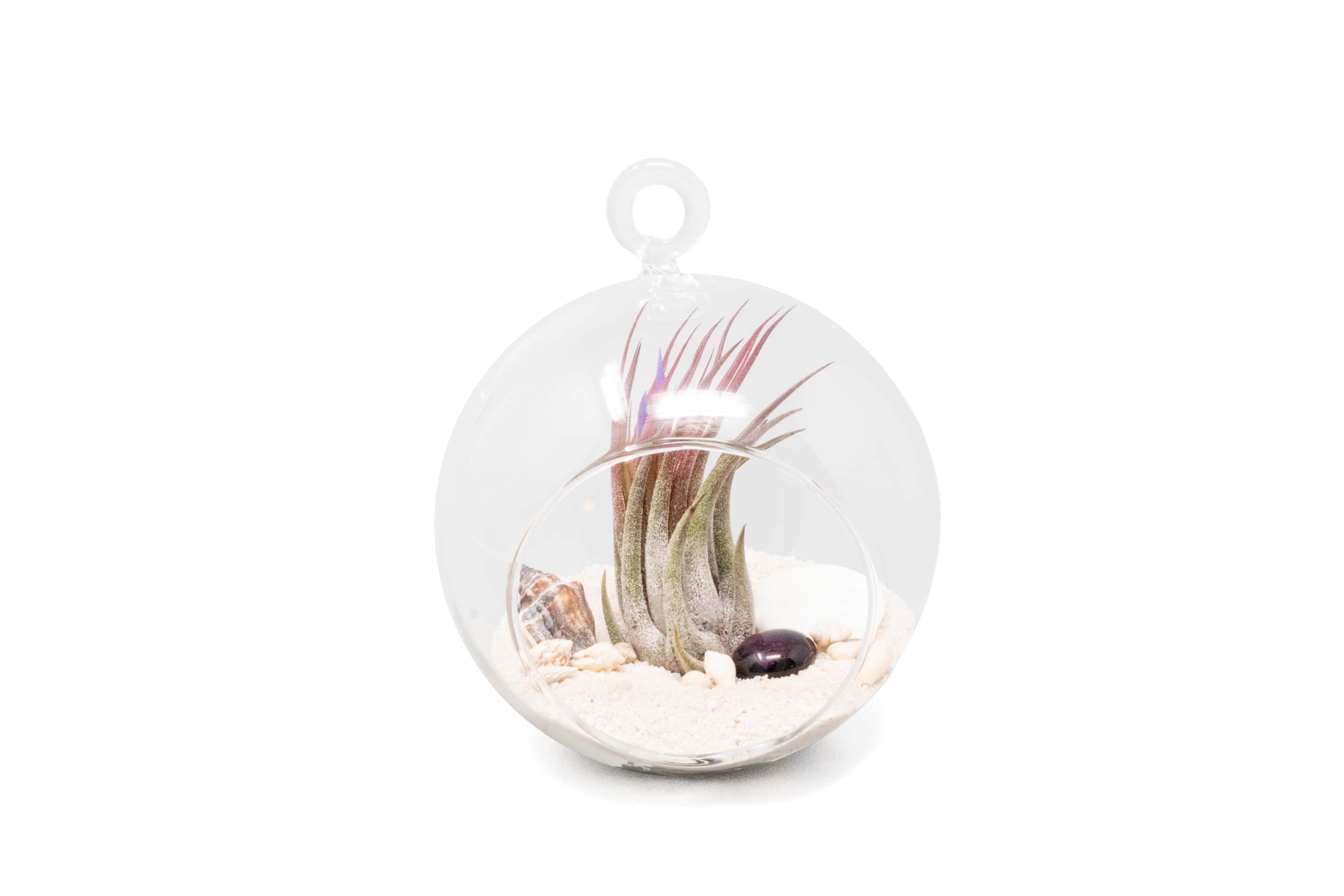 Beach Terrarium in Flat Bottom Globe with White Sand and Tillandsia Ionantha-gift-The Succulent Source