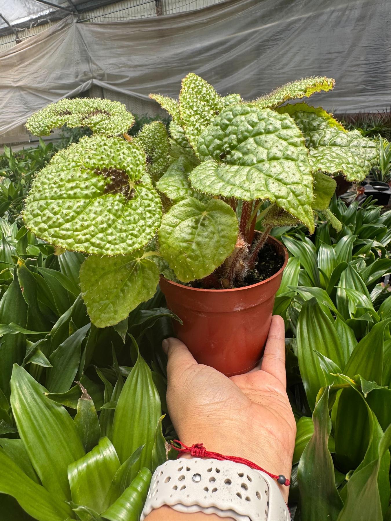 Begonia 'Iron Cross'-4" Plant-The Succulent Source