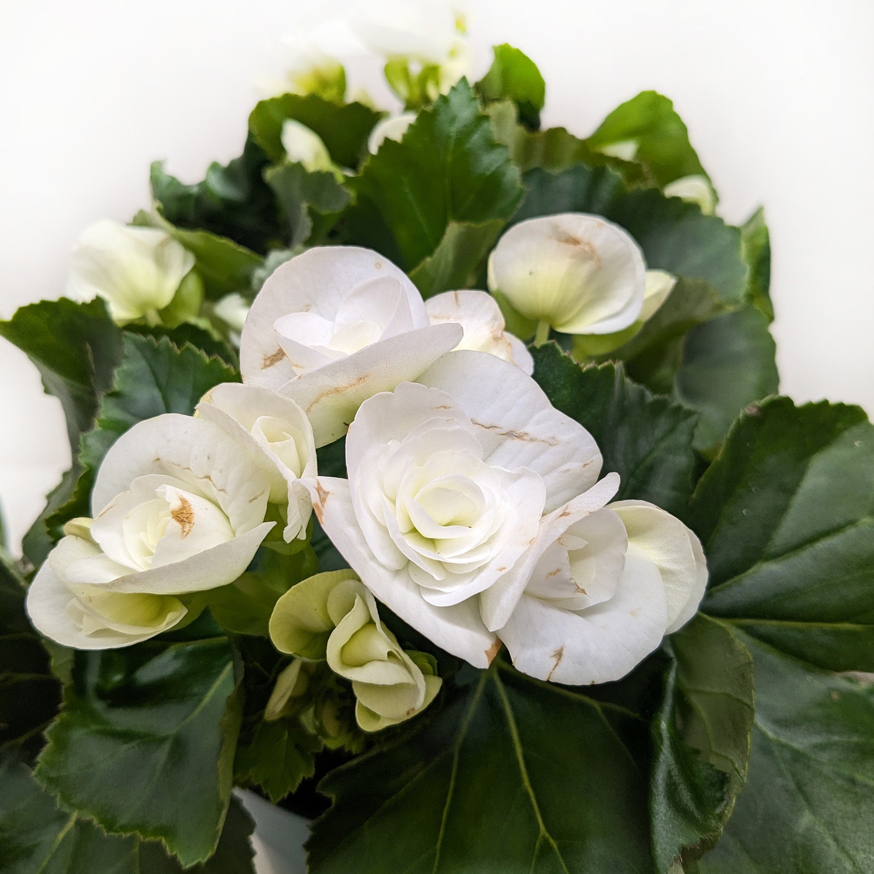 Begonia 'Reiger'-Indoor Plants-The Succulent Source