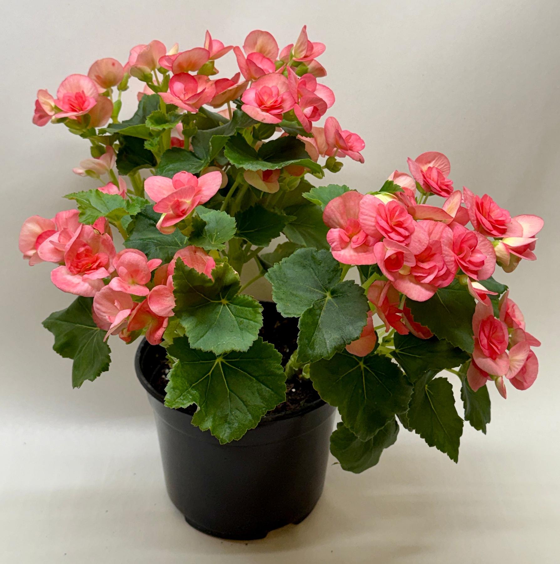 Begonia 'Reiger'-Indoor Plants-The Succulent Source