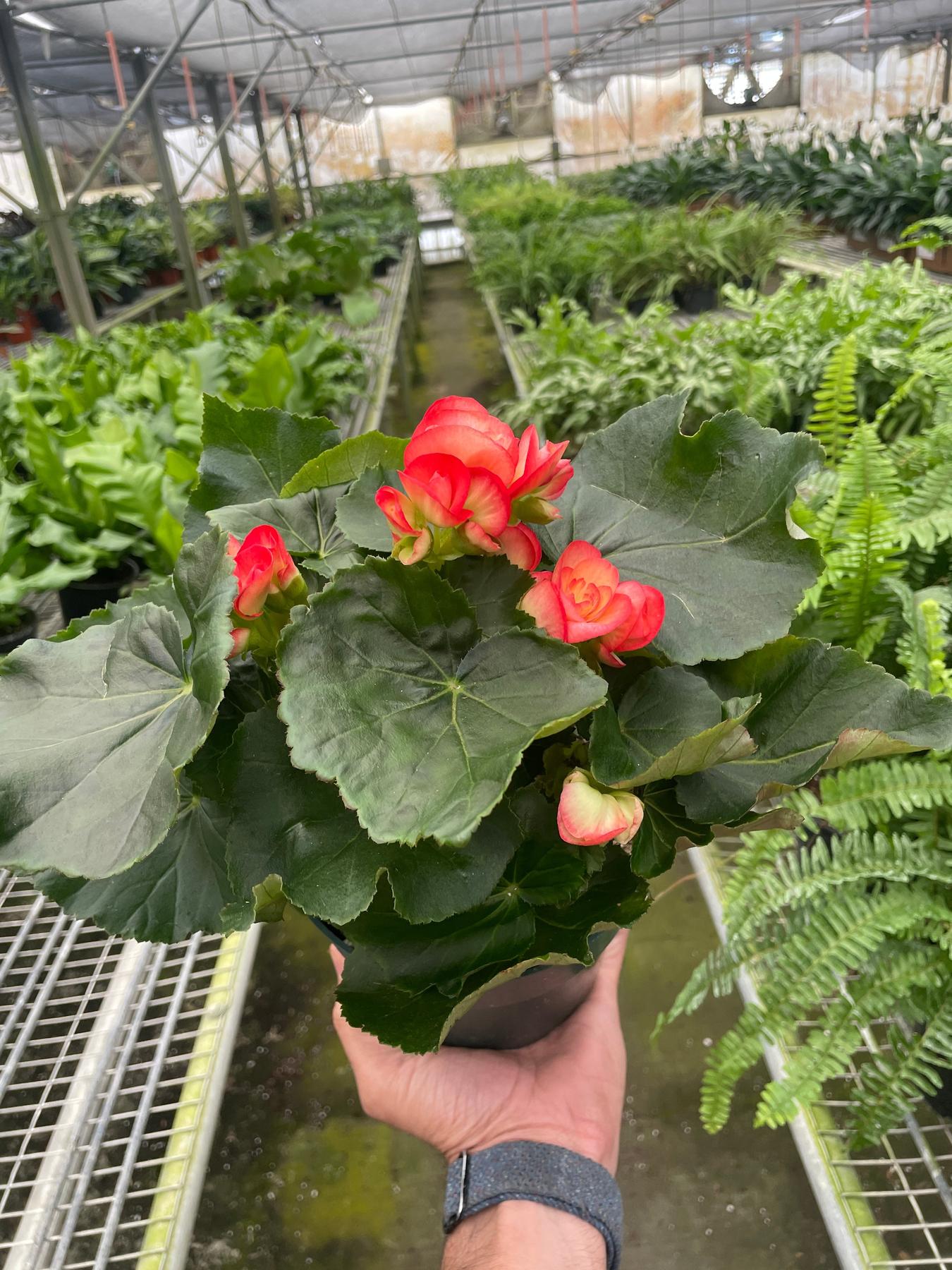 Begonia 'Reiger'-Indoor Plants-The Succulent Source
