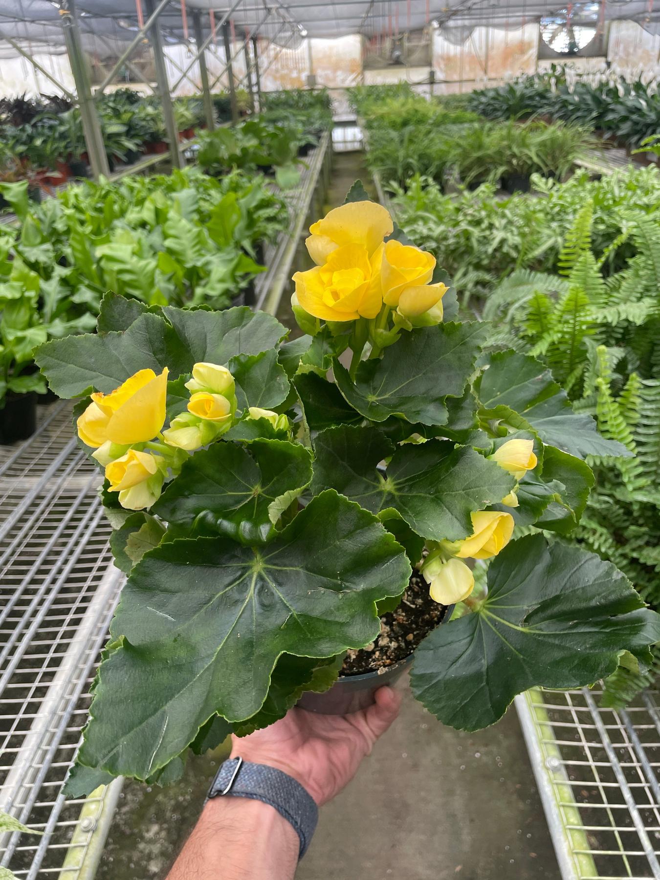 Begonia 'Reiger'-Indoor Plants-The Succulent Source