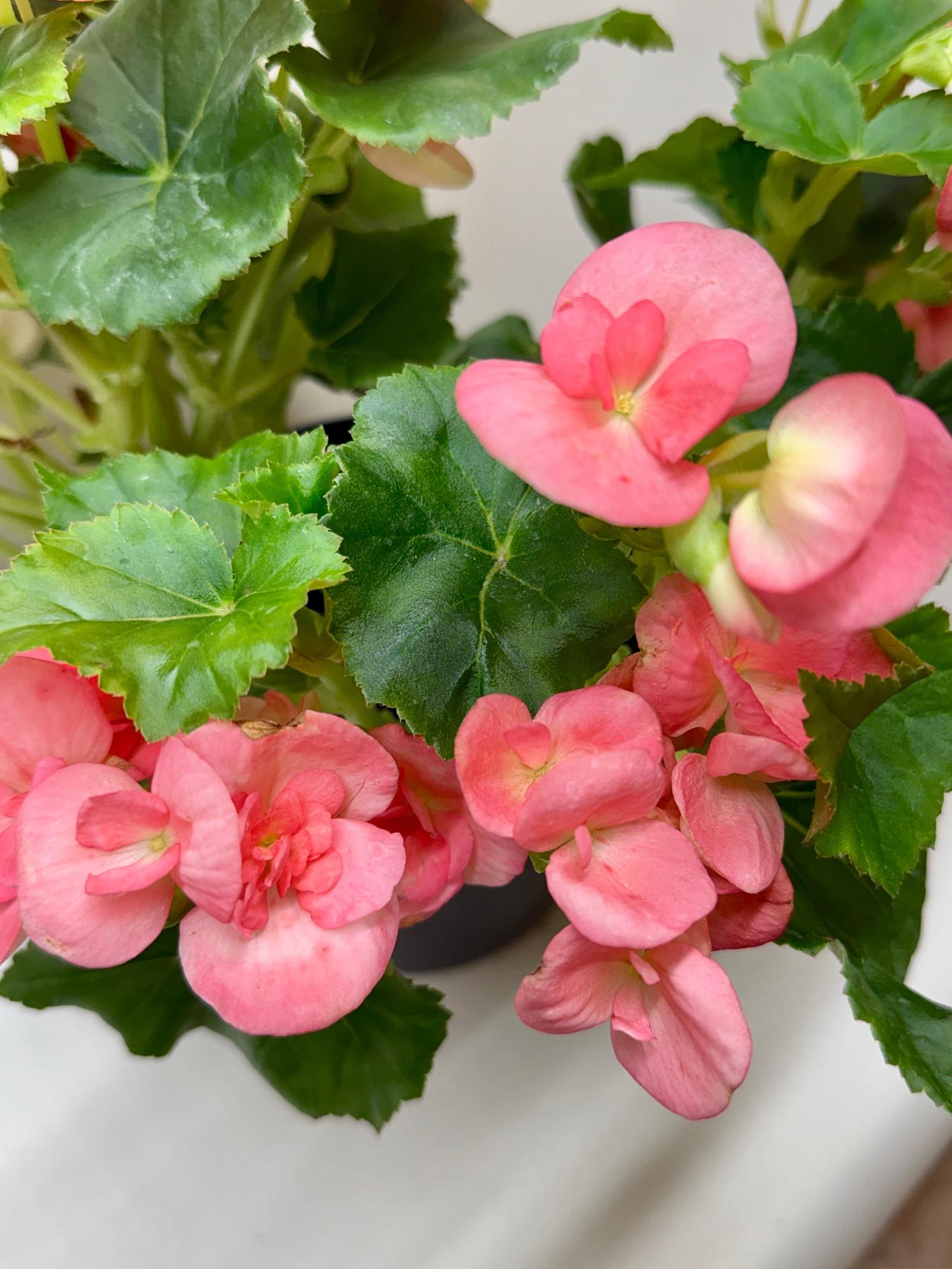 Begonia 'Reiger'-Indoor Plants-The Succulent Source
