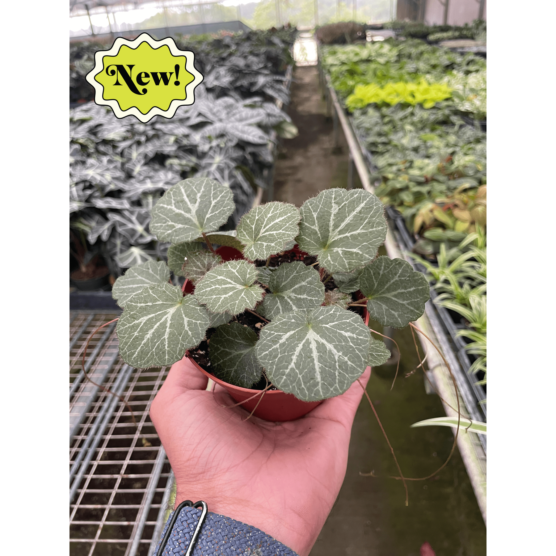 Begonia 'Strawberry'-Indoor Plants-The Succulent Source
