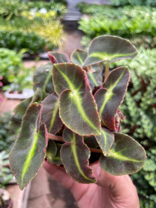Begonia 'Striped'-Flowering-The Succulent Source