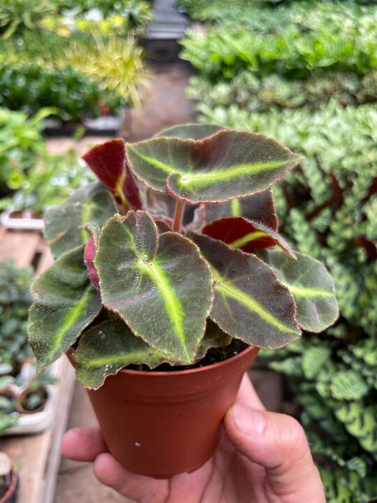 Begonia 'Striped'-Flowering-The Succulent Source