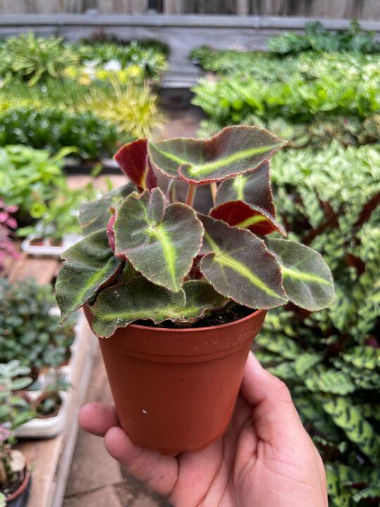 succulent striped leaves Begonia 'Striped'