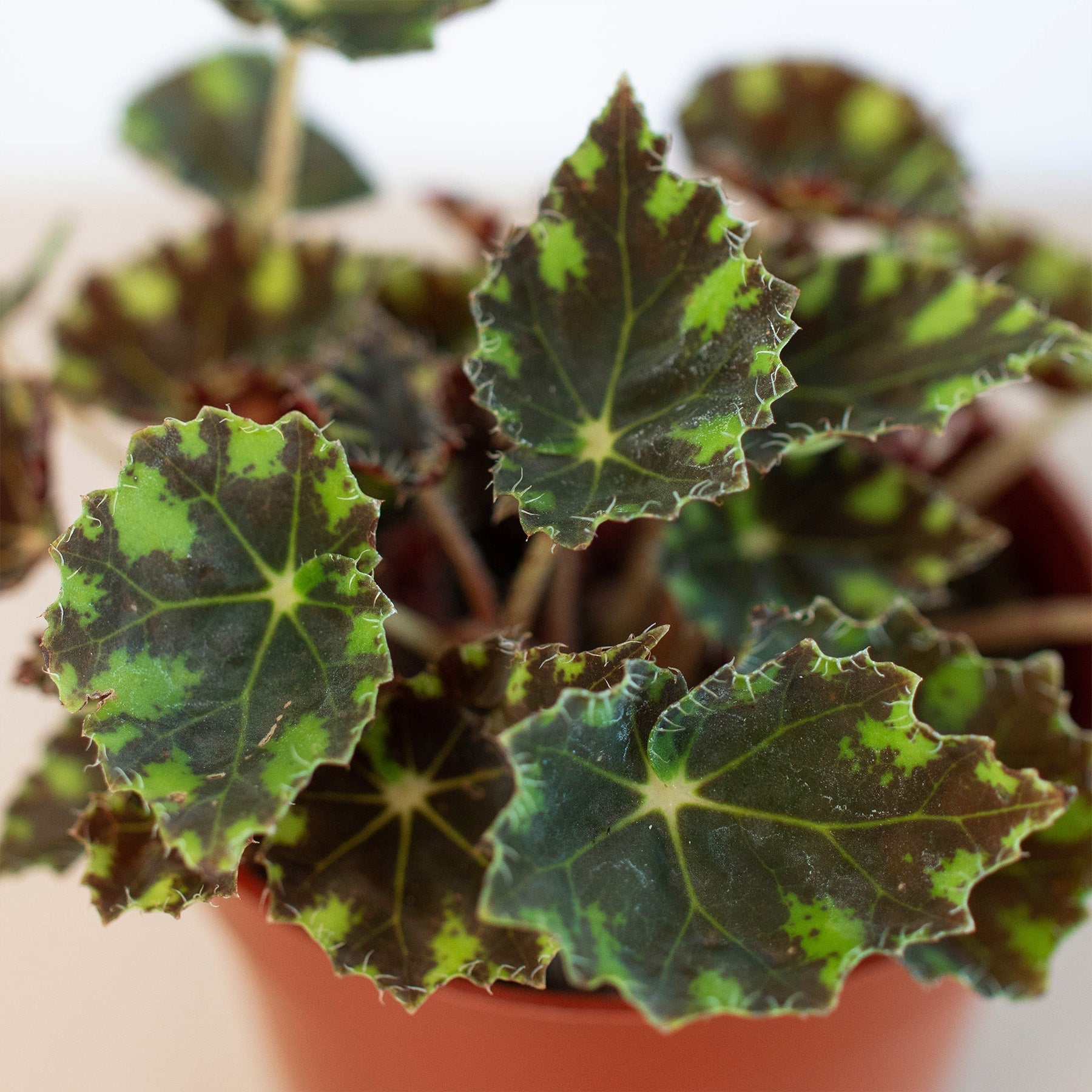 Begonia Tiger Paws - 6" Pot-Indoor Plants-The Succulent Source