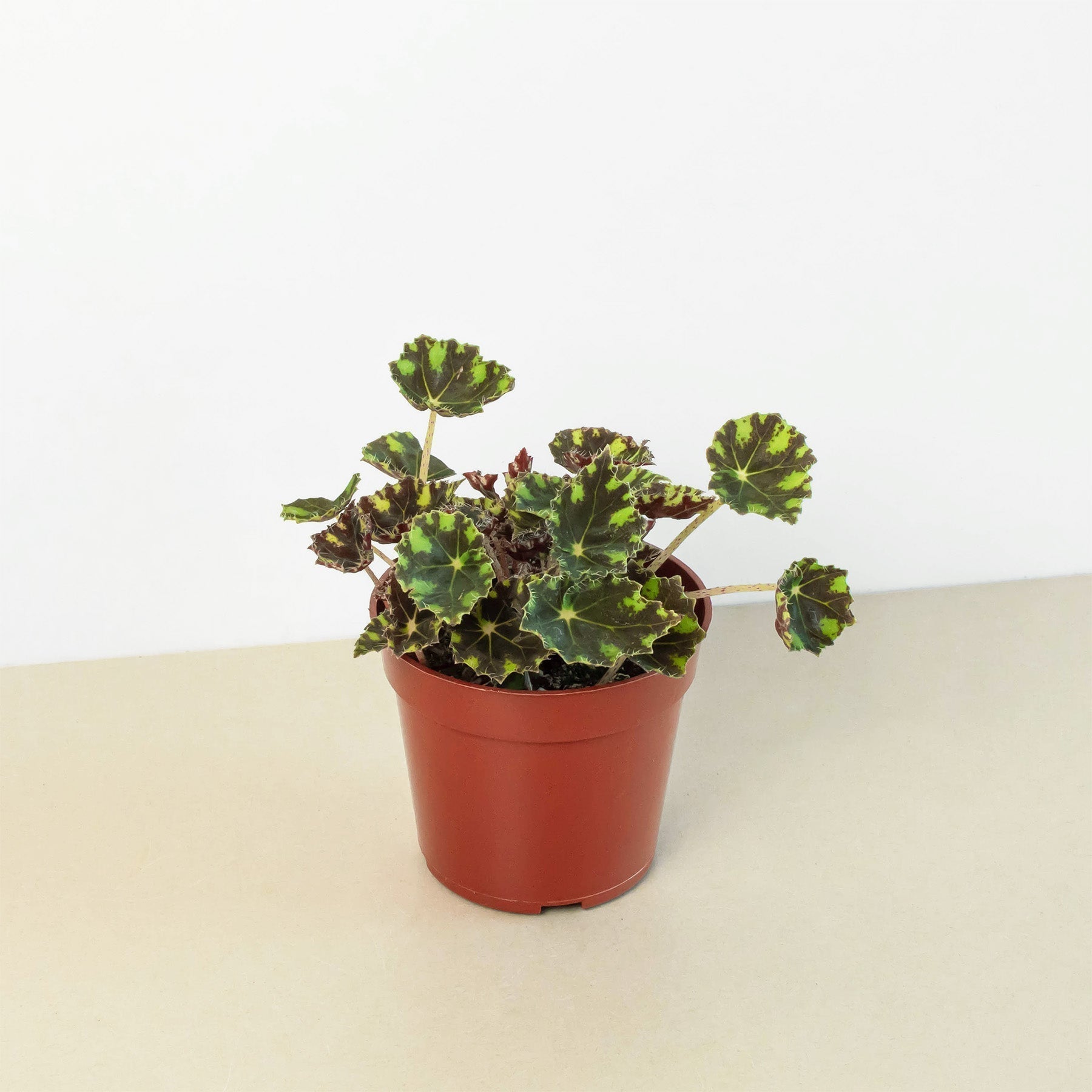 Begonia Tiger Paws - 6" Pot-Indoor Plants-The Succulent Source