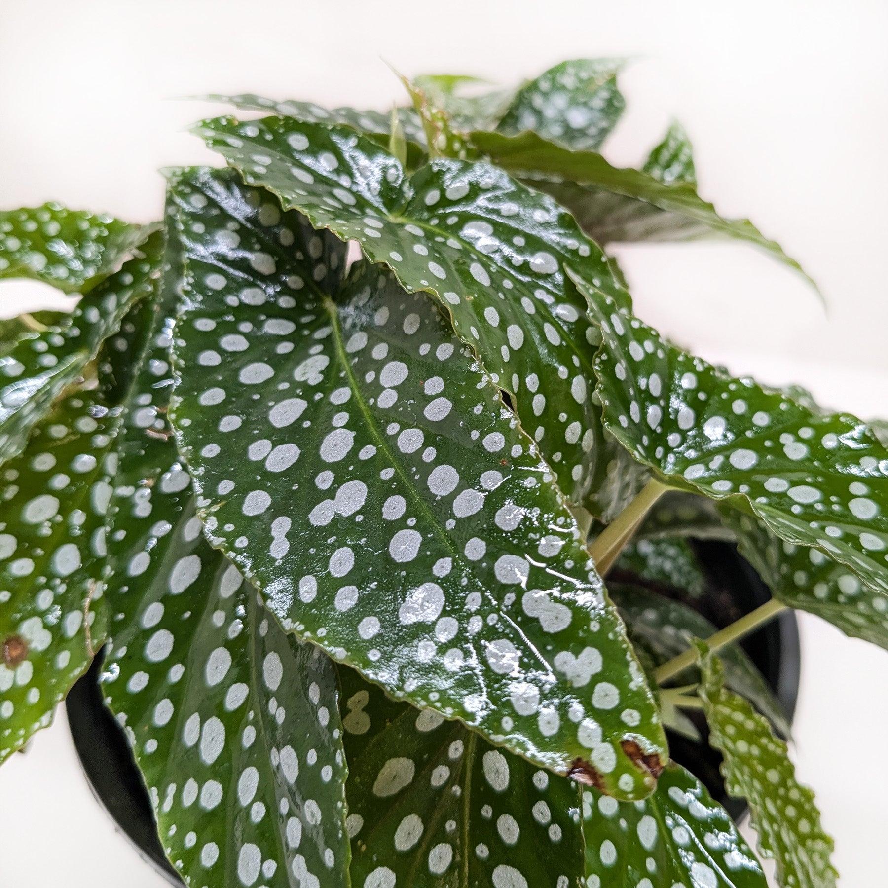 Begonia 'White Ice'-Indoor Plants-The Succulent Source