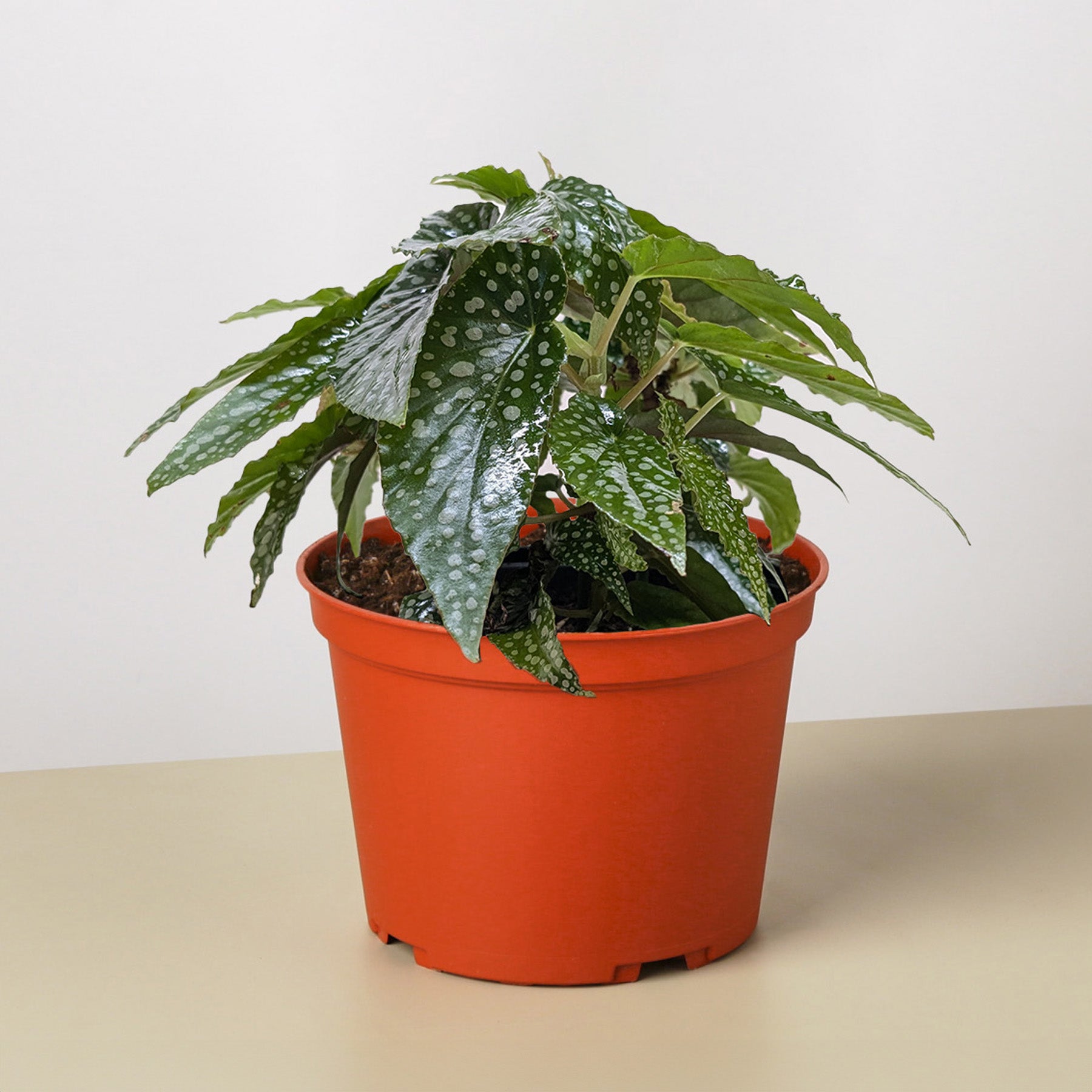 Begonia 'White Ice'-Indoor Plants-The Succulent Source