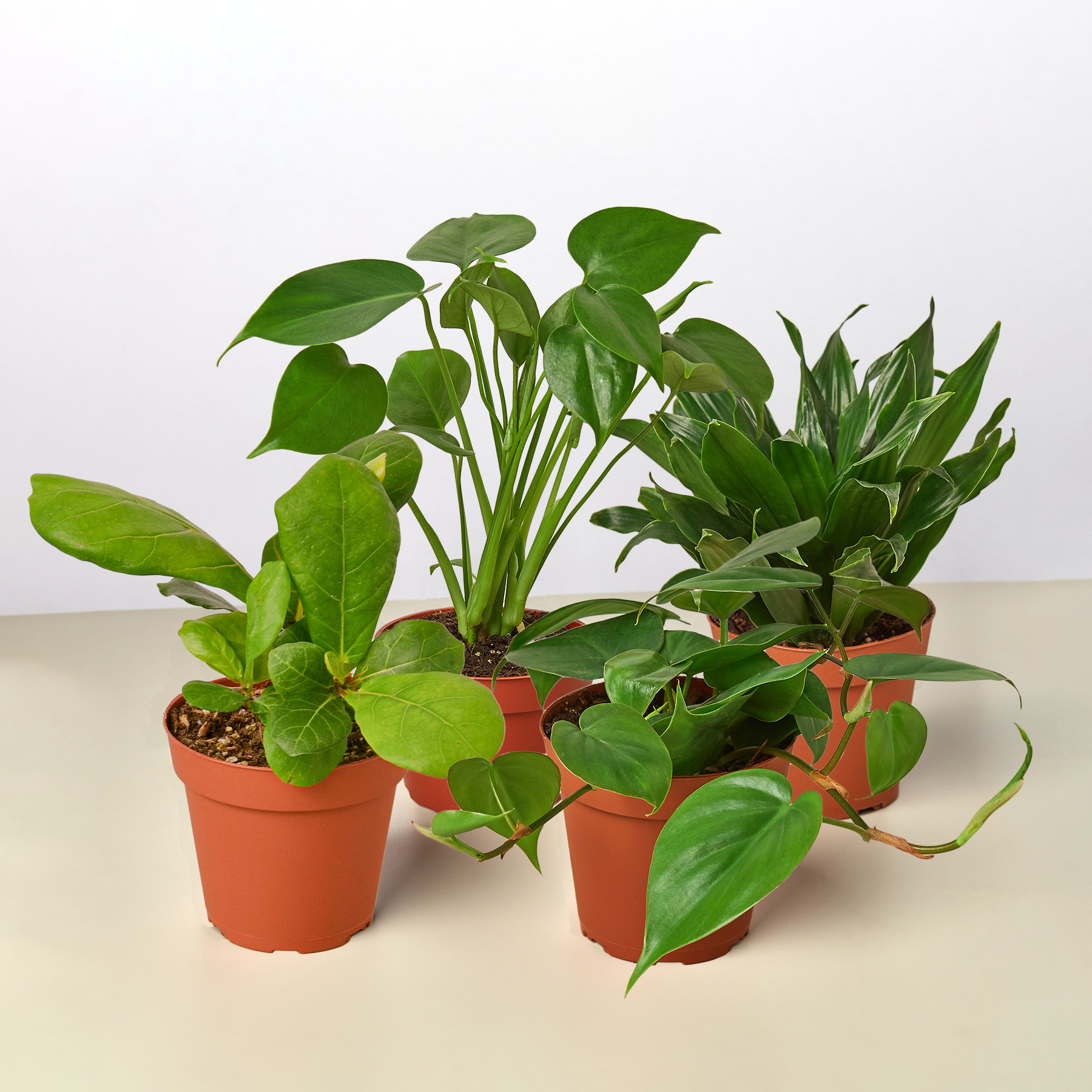 Best Selling Bundle-Bundle-The Succulent Source