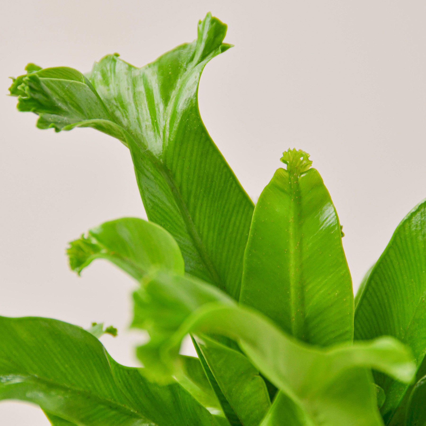 Bird‚Äôs Nest 'Leslie' Fern-Indoor Plants-The Succulent Source