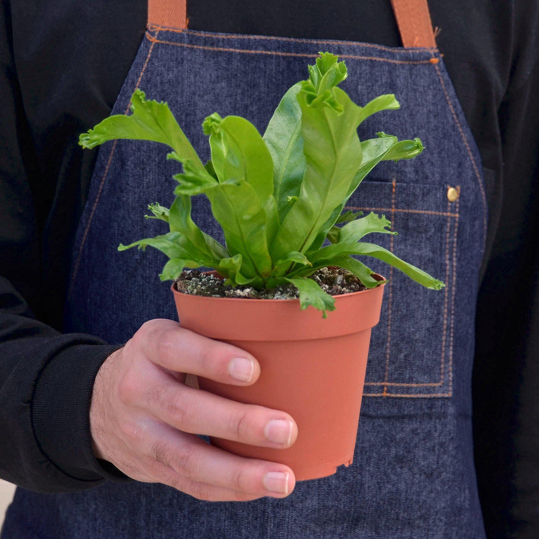Bird‚Äôs Nest 'Leslie' Fern-Indoor Plants-The Succulent Source