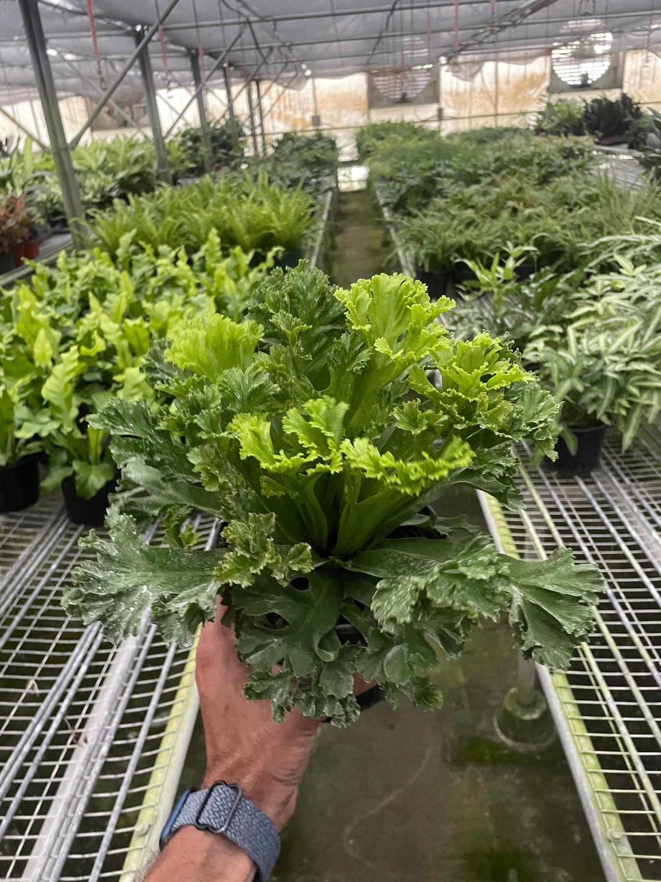 Bird‚Äôs Nest 'Leslie' Fern-Indoor Plants-The Succulent Source