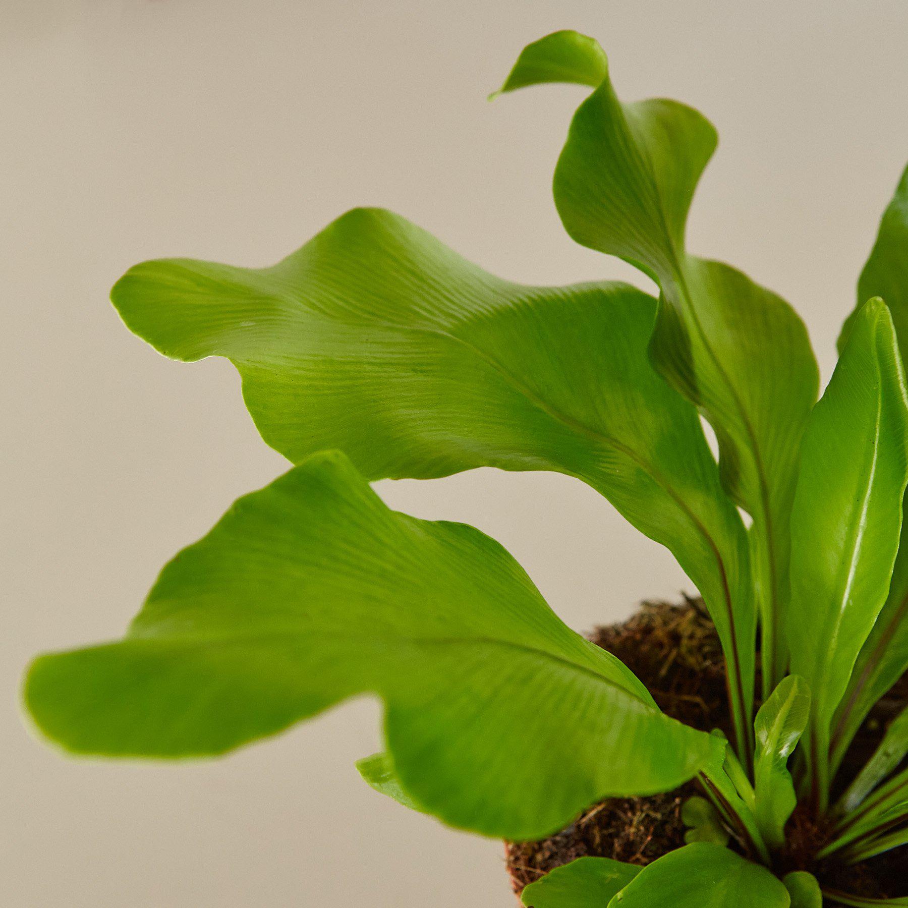 Bird's Nest 'Nidus' Fern-Indoor Plants-The Succulent Source