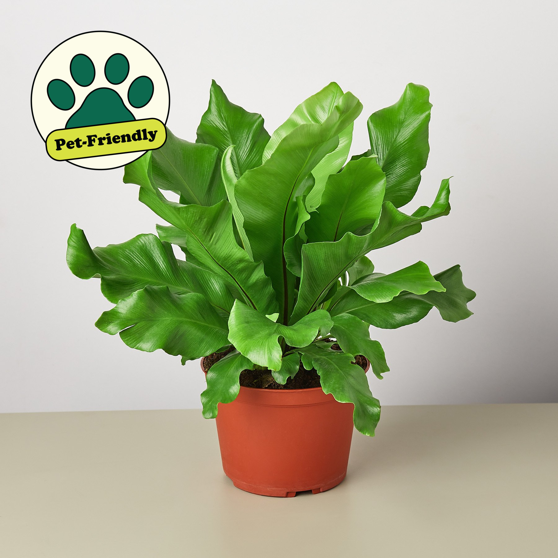 Bird's Nest 'Nidus' Fern-Indoor Plants-The Succulent Source