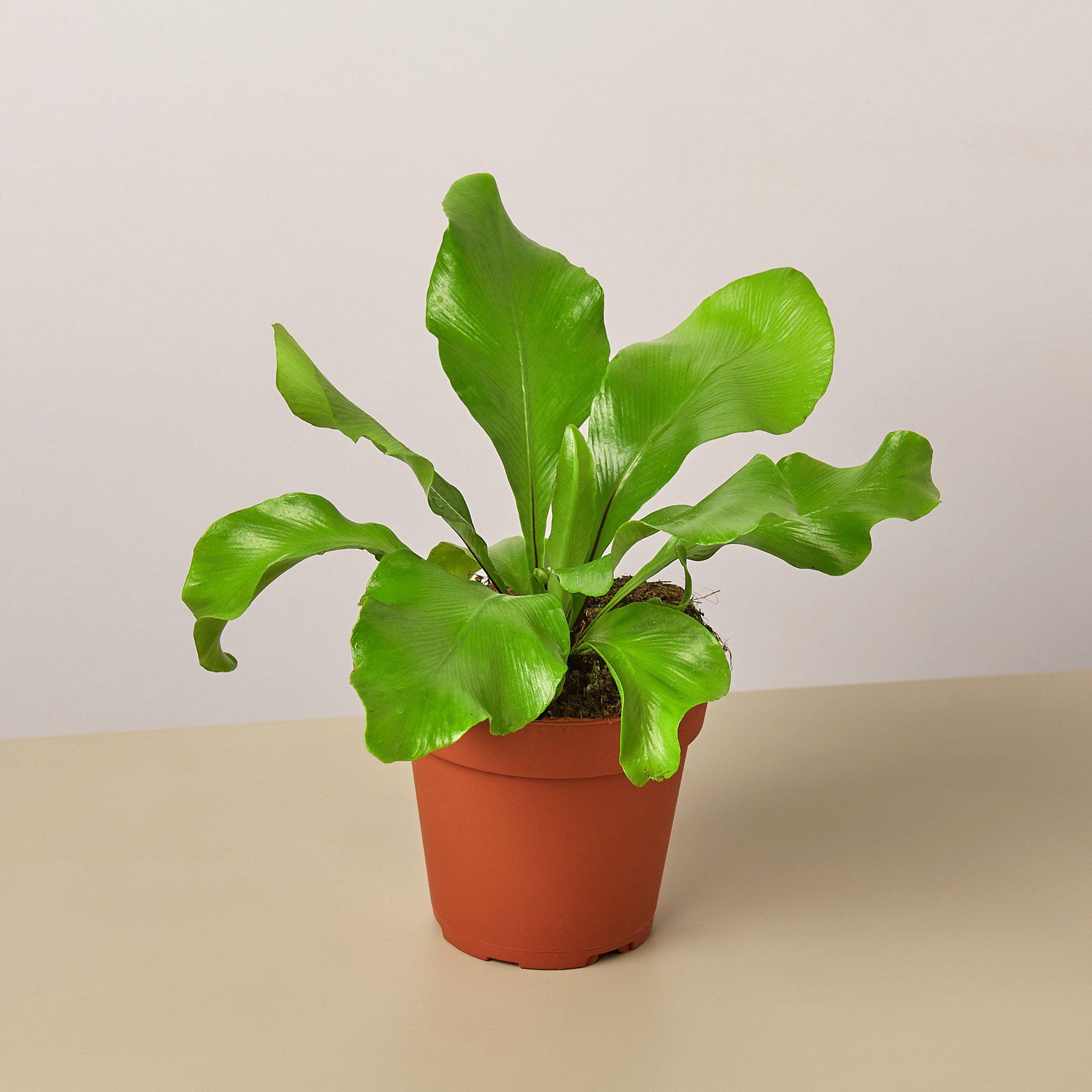 Bird's Nest 'Nidus' Fern-Indoor Plants-The Succulent Source