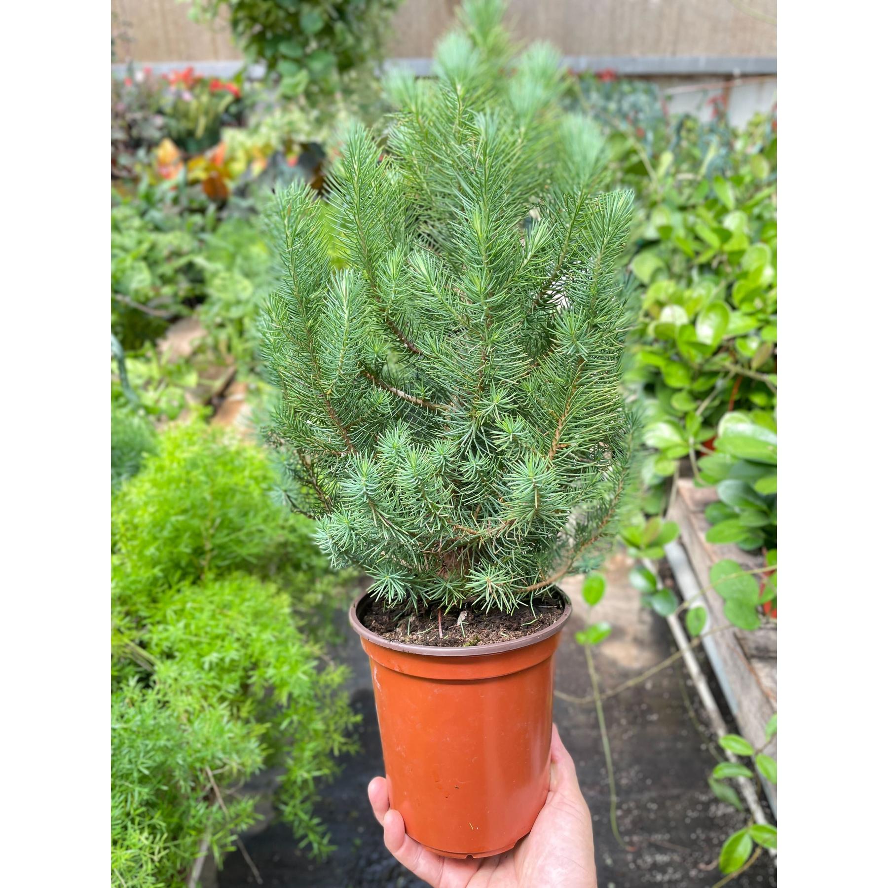 Blue Pine Trees-Indoor Plants-The Succulent Source