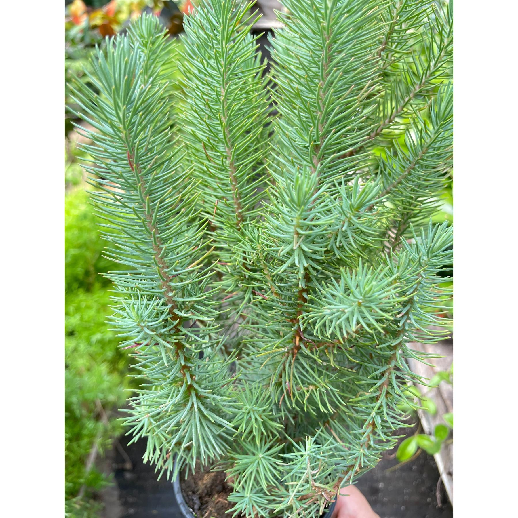 Blue Pine Trees-Indoor Plants-The Succulent Source