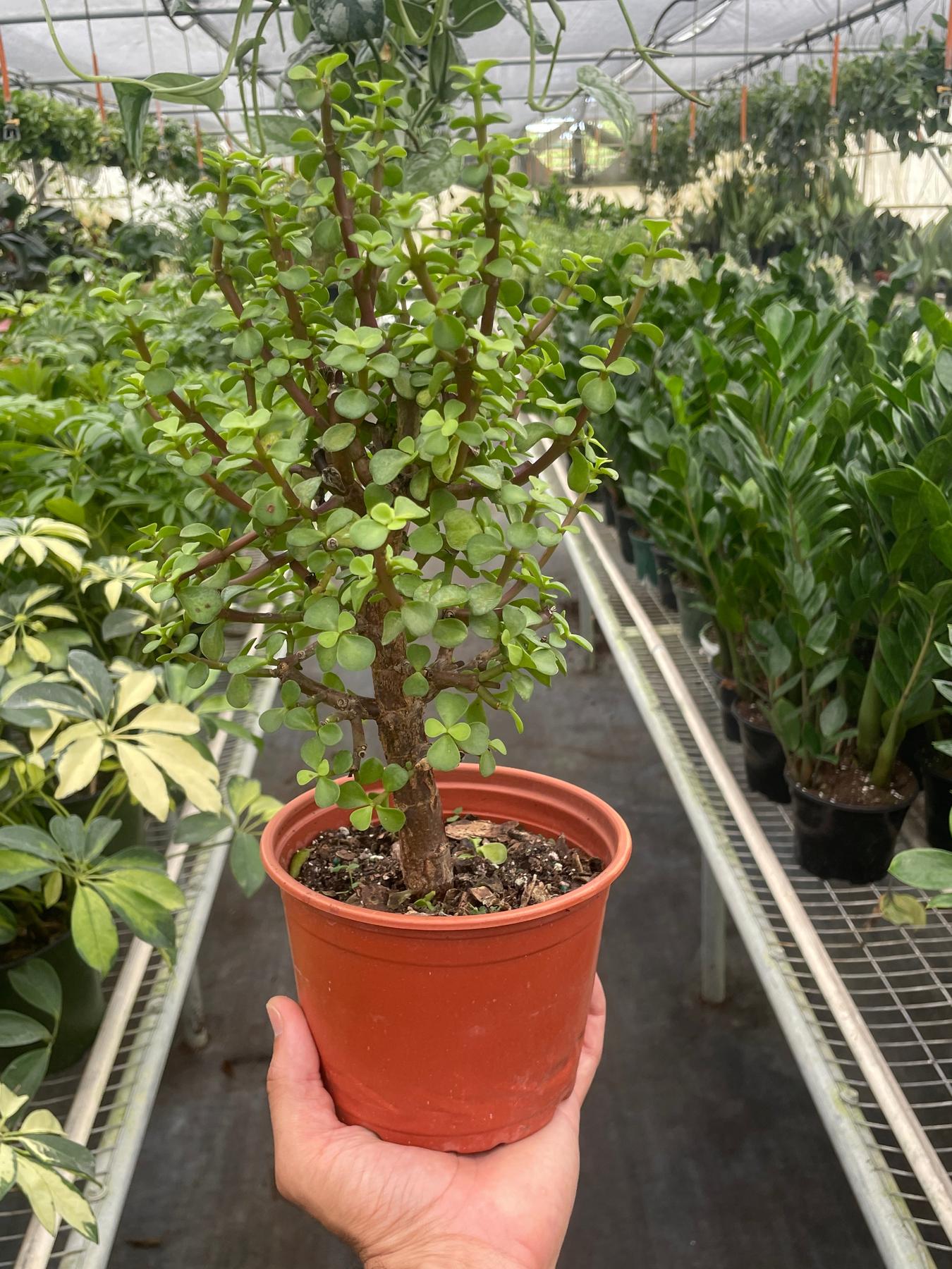 Bonsai Jade Dwarf Green-Indoor Plants-The Succulent Source