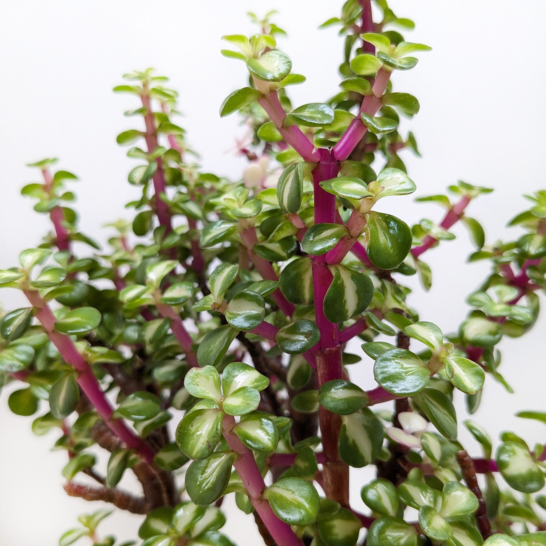 Bonsai Jade Dwarf Rainbow-Indoor Plants-The Succulent Source