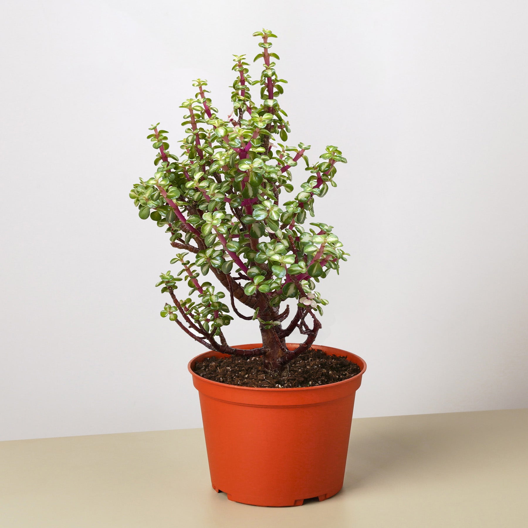 Bonsai Jade Dwarf Rainbow-Indoor Plants-The Succulent Source