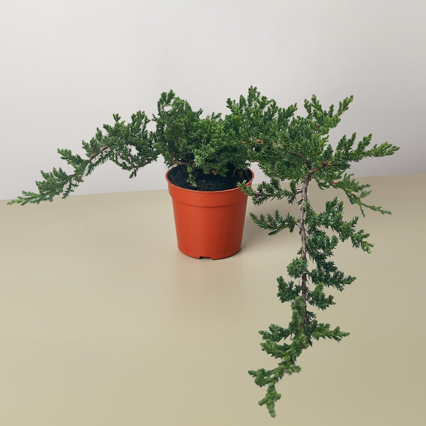 Bonsai Juniper-The Succulent Source