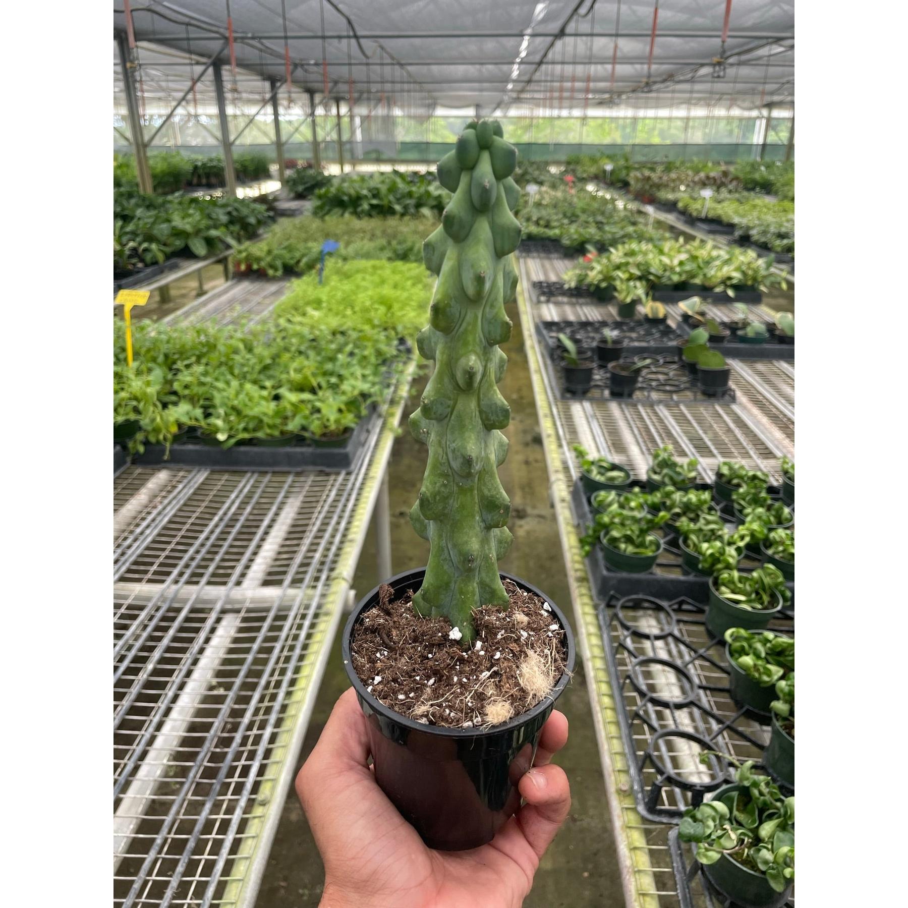 Boobie Cactus-Indoor Plants-The Succulent Source