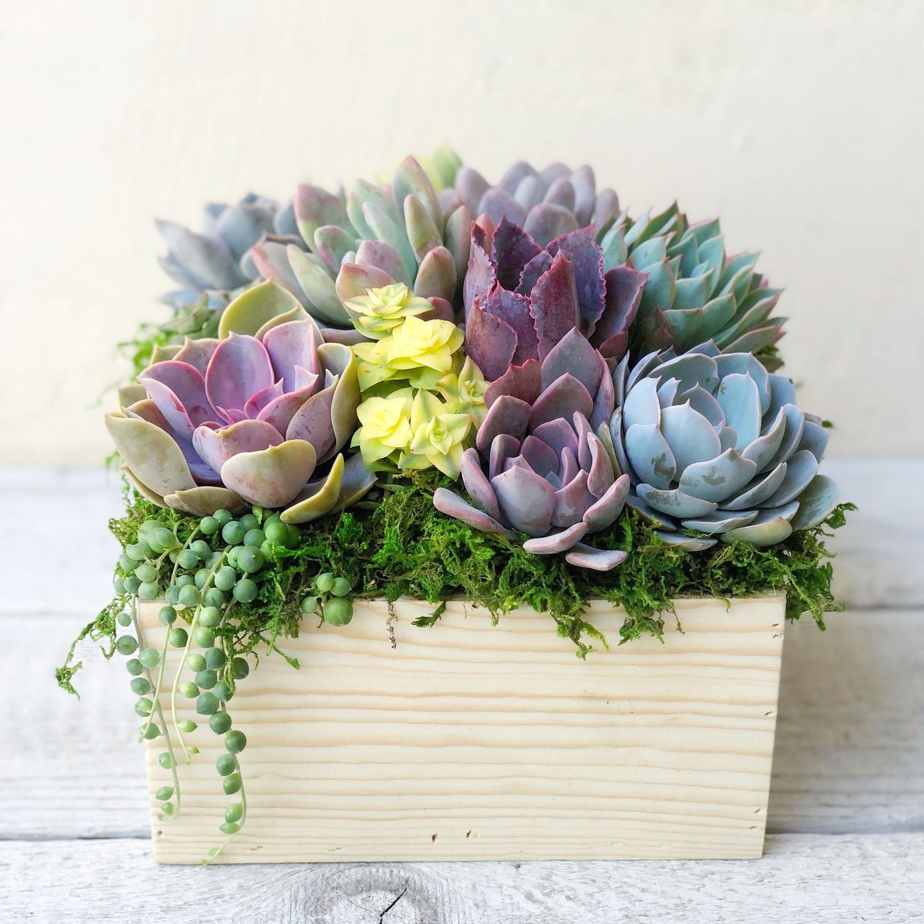 Brinley Succulent Planter.