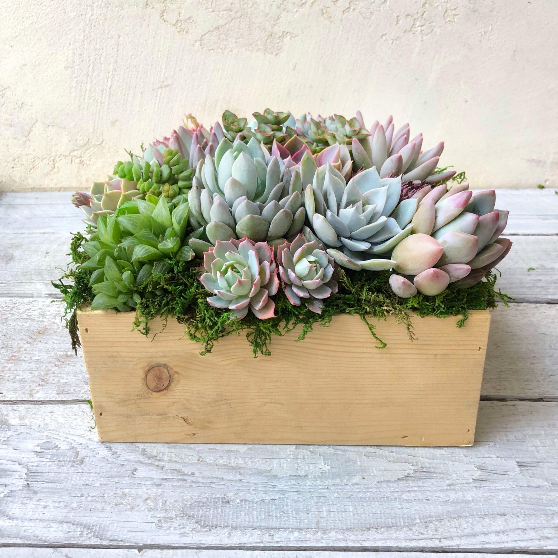 Brinley Succulent Planter.