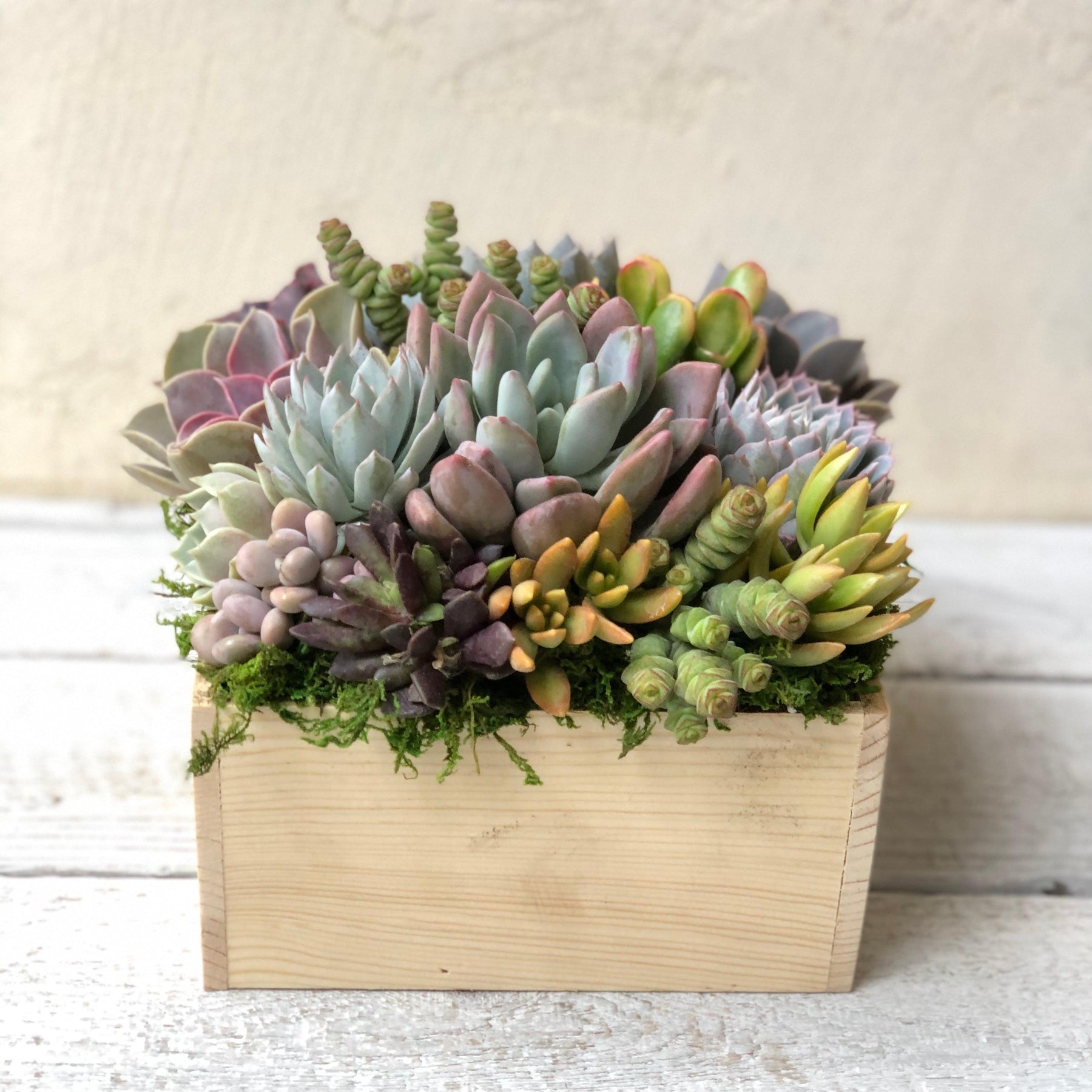 Brinley Succulent Planter.