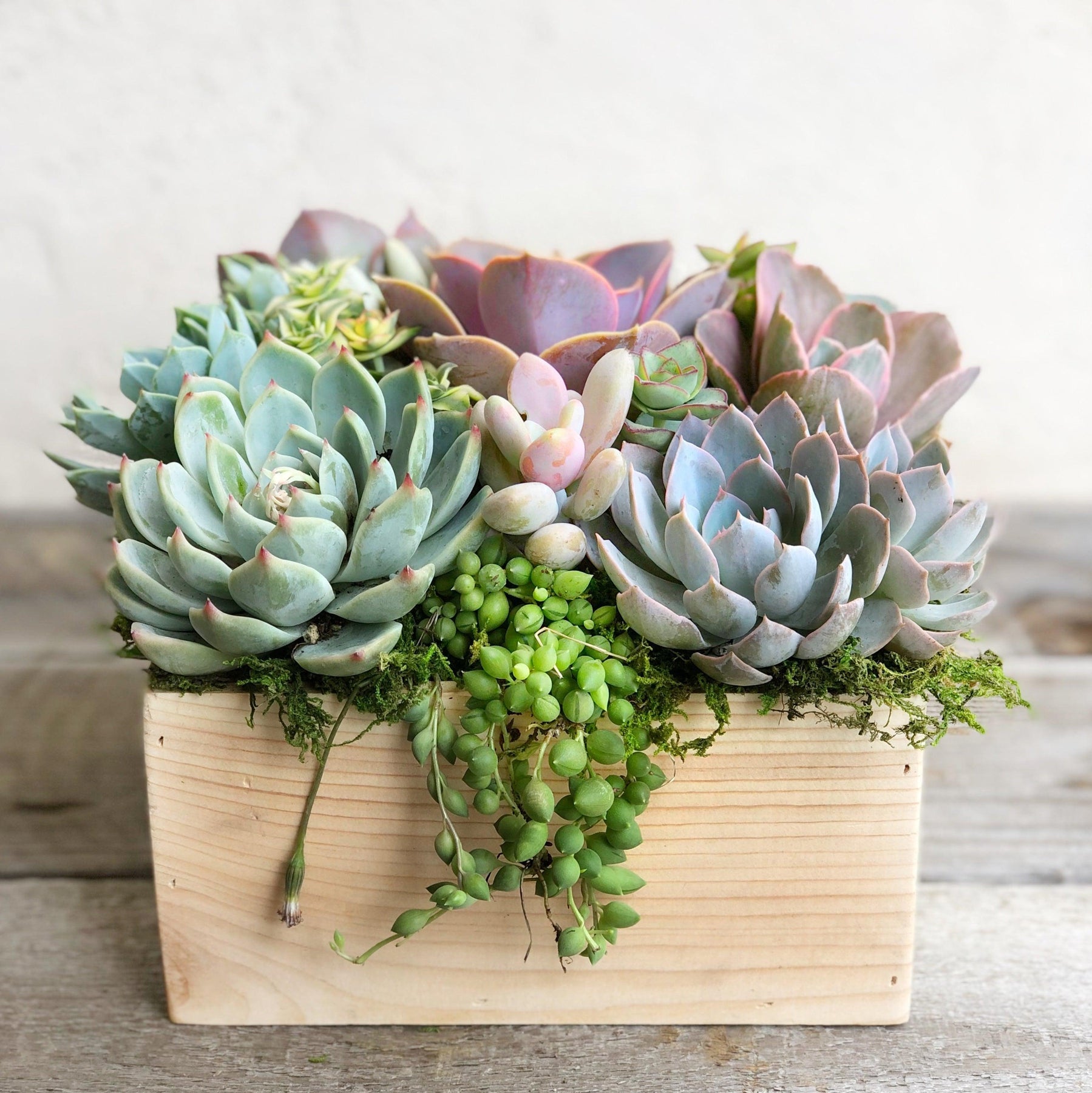 Brinley Succulent Planter.