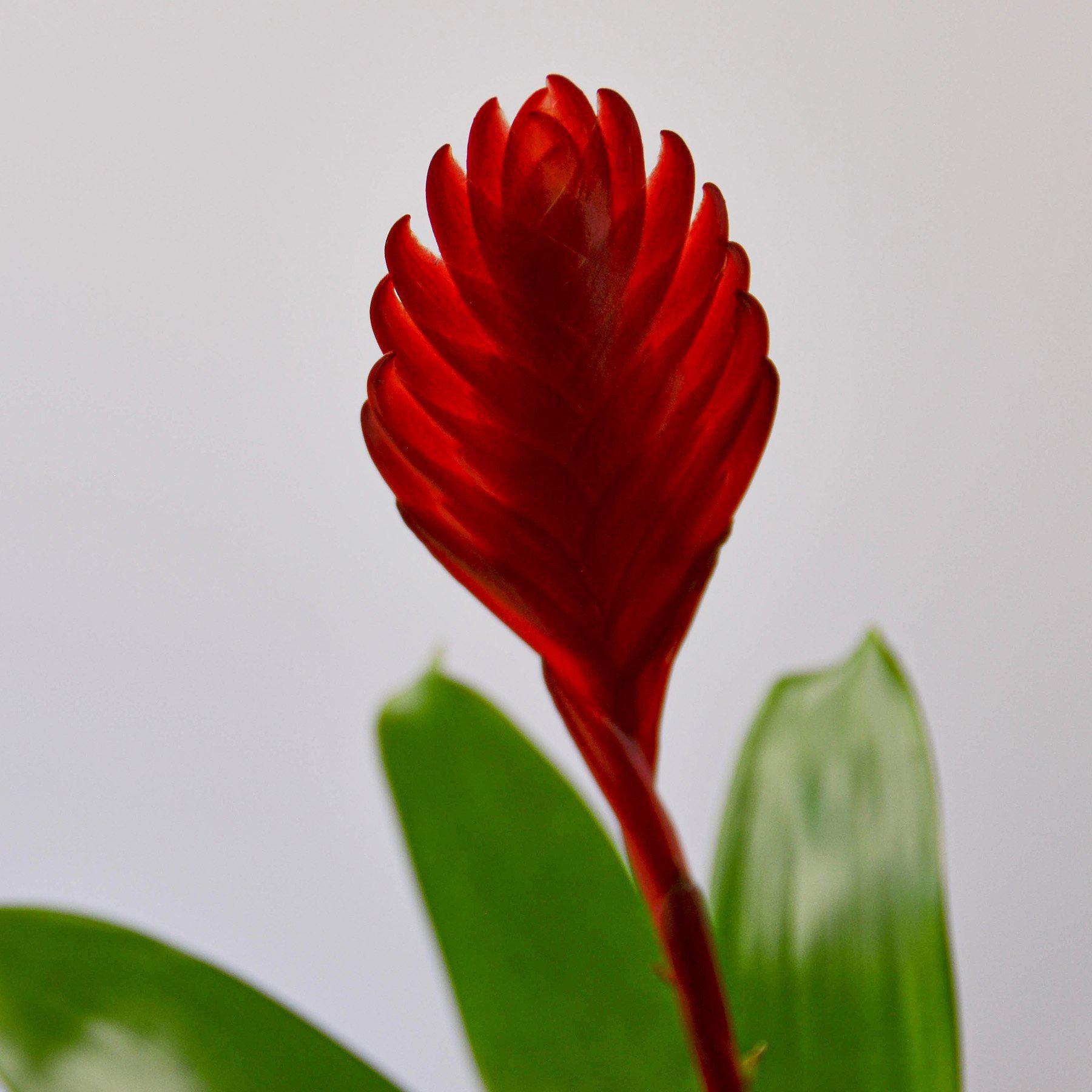 Bromeliad 'Christiane'-Indoor Plants-The Succulent Source
