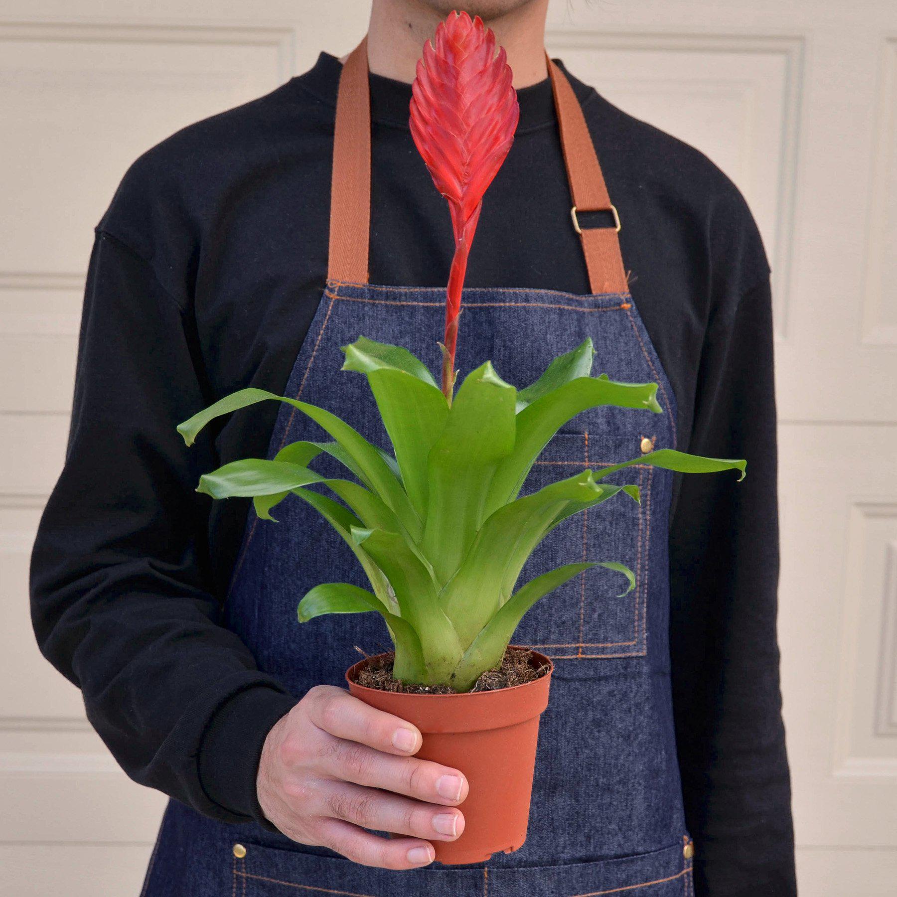 Bromeliad 'Christiane'-Indoor Plants-The Succulent Source
