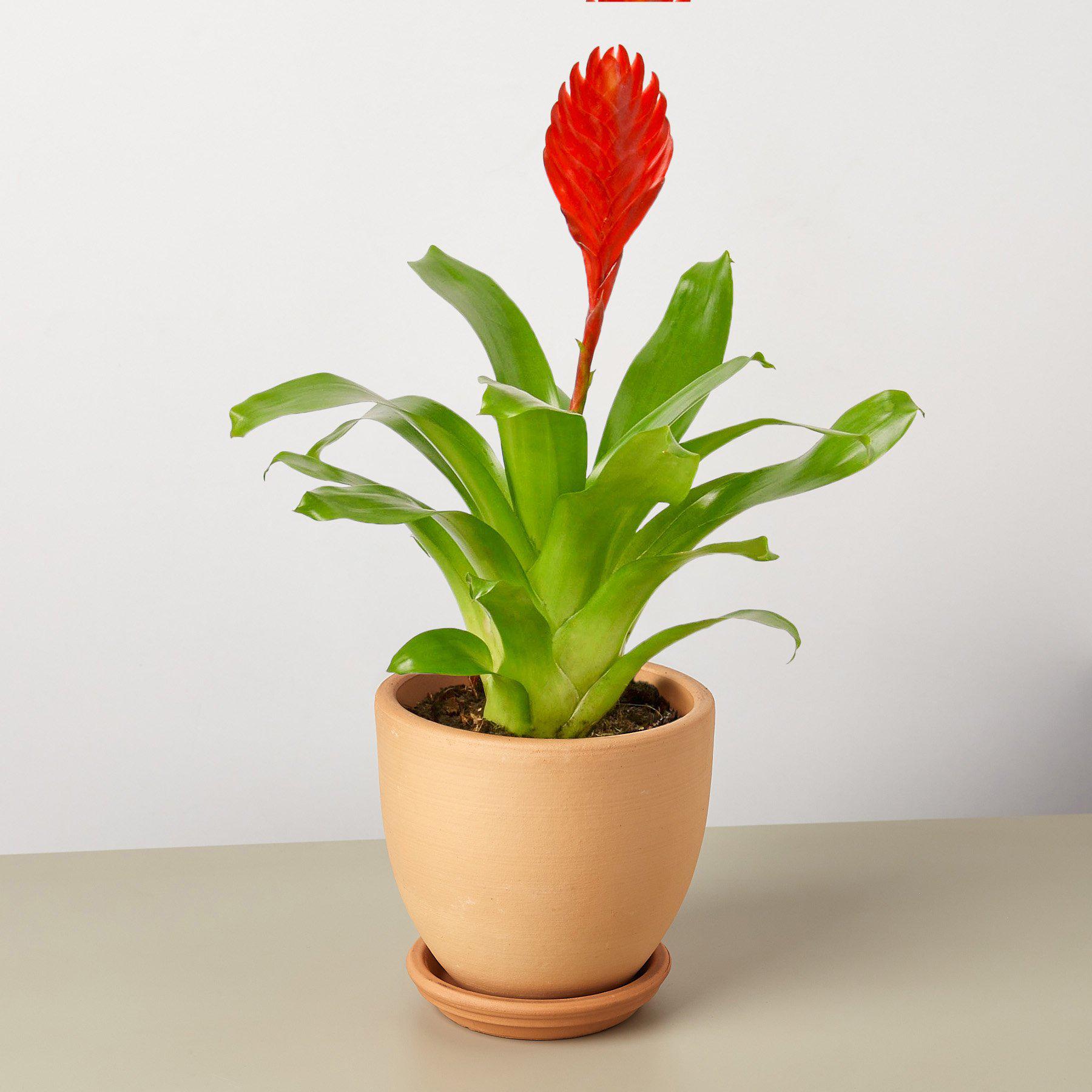 Bromeliad 'Christiane'-Indoor Plants-The Succulent Source