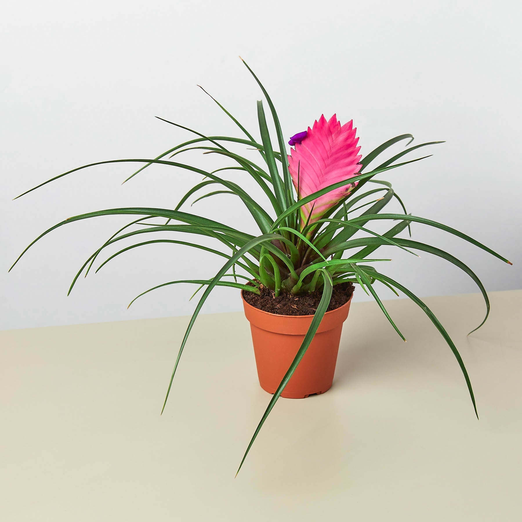 Bromeliad Cyanea 'Pink Quill'-Indoor Plants-The Succulent Source