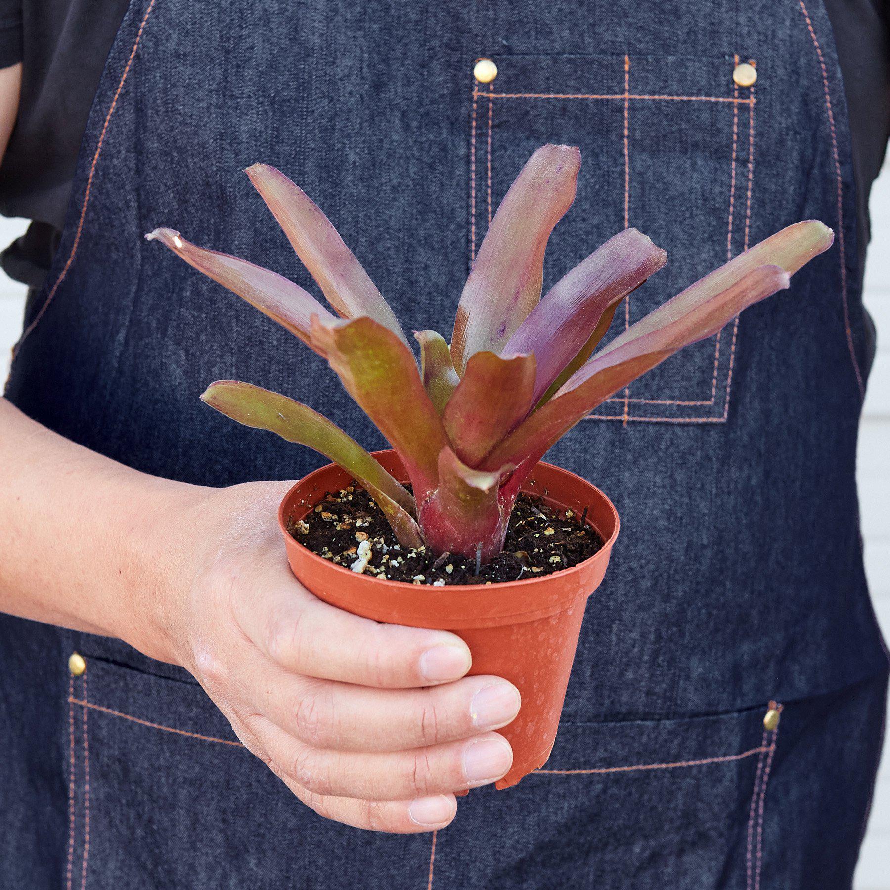 Bromeliad 'Fireball'-Indoor Plants-The Succulent Source