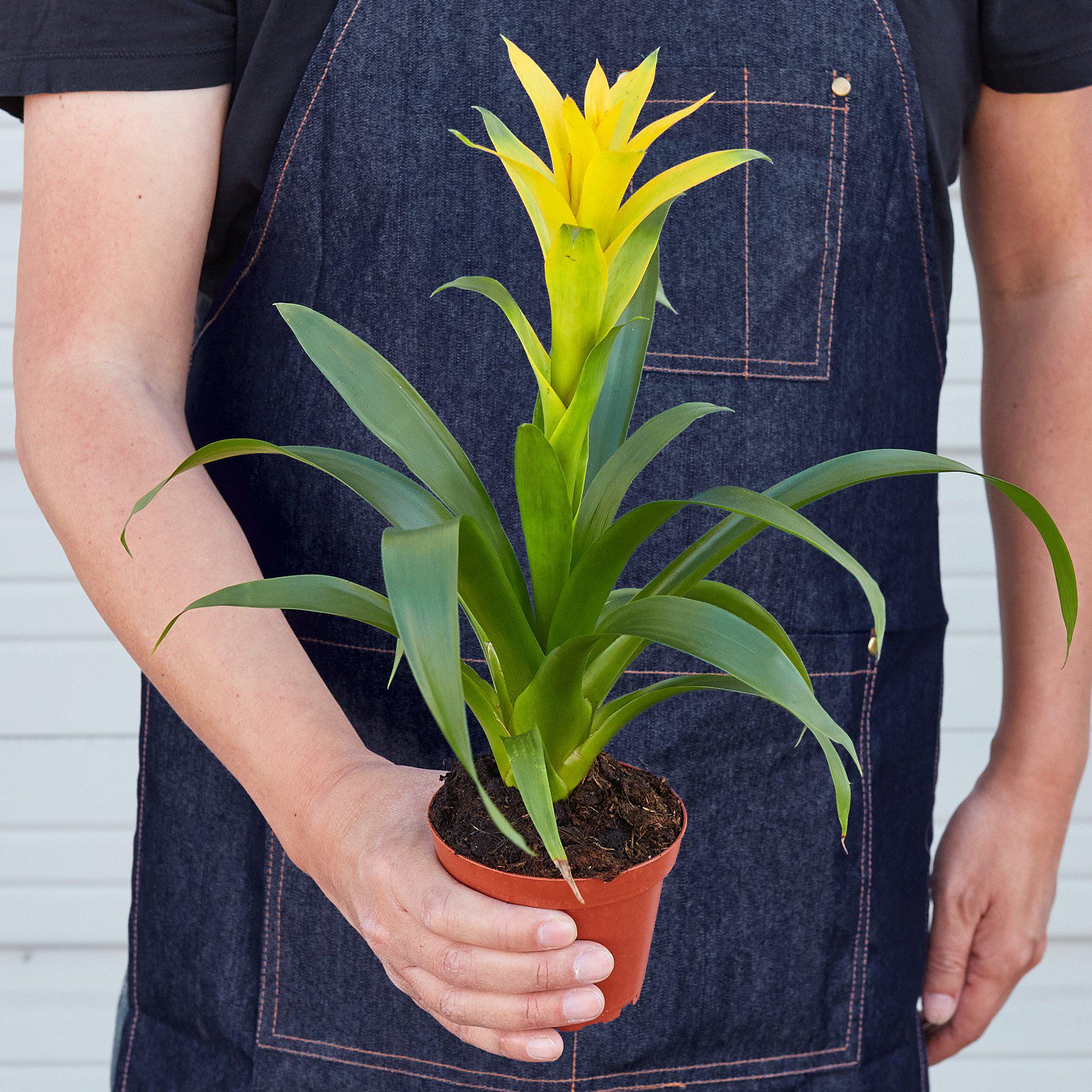 Bromeliad Guzmania 'Yellow' - 4" Pot-Indoor Plants-The Succulent Source