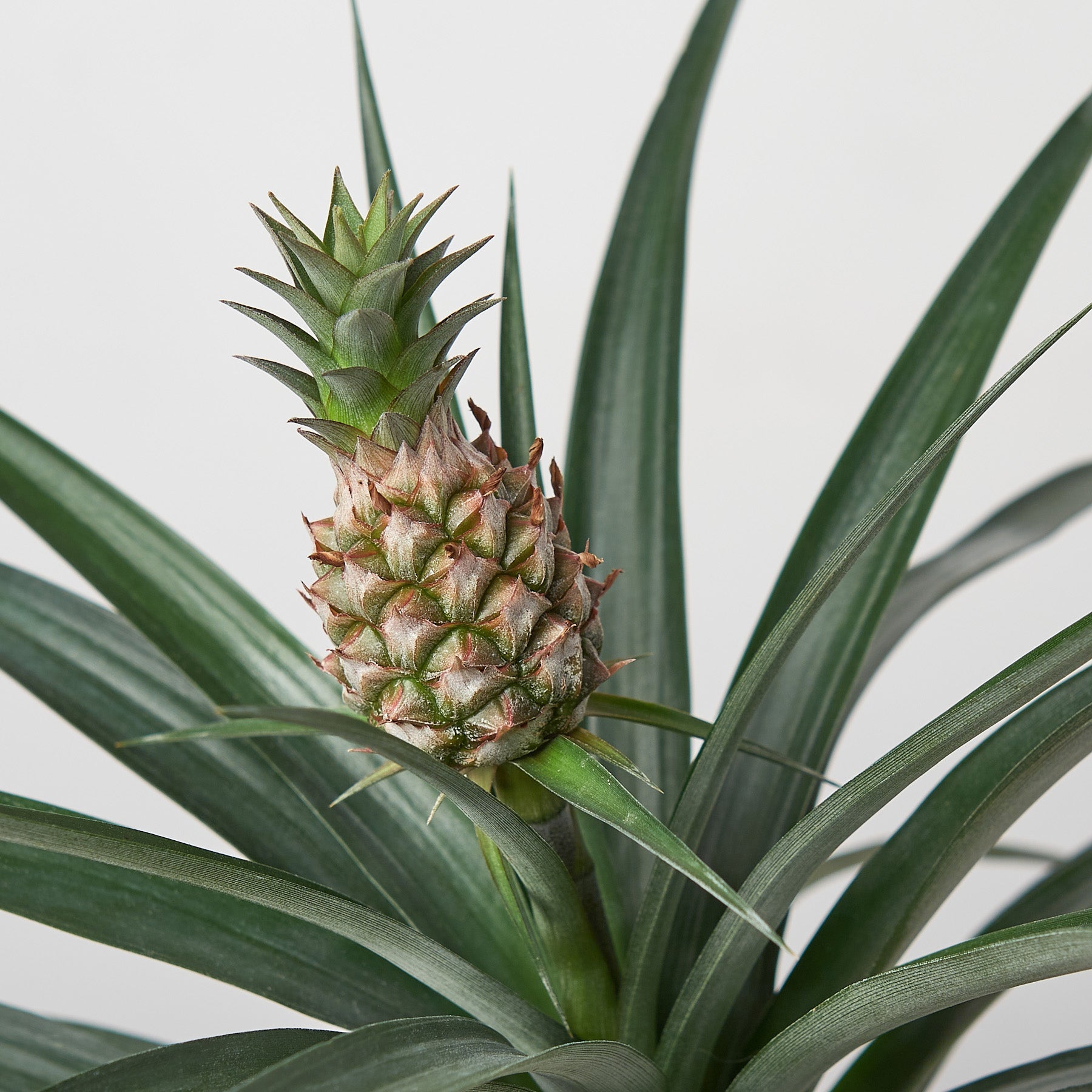 Bromeliad 'Yellow Pineapple' - 6" Pot-Indoor Plants-The Succulent Source