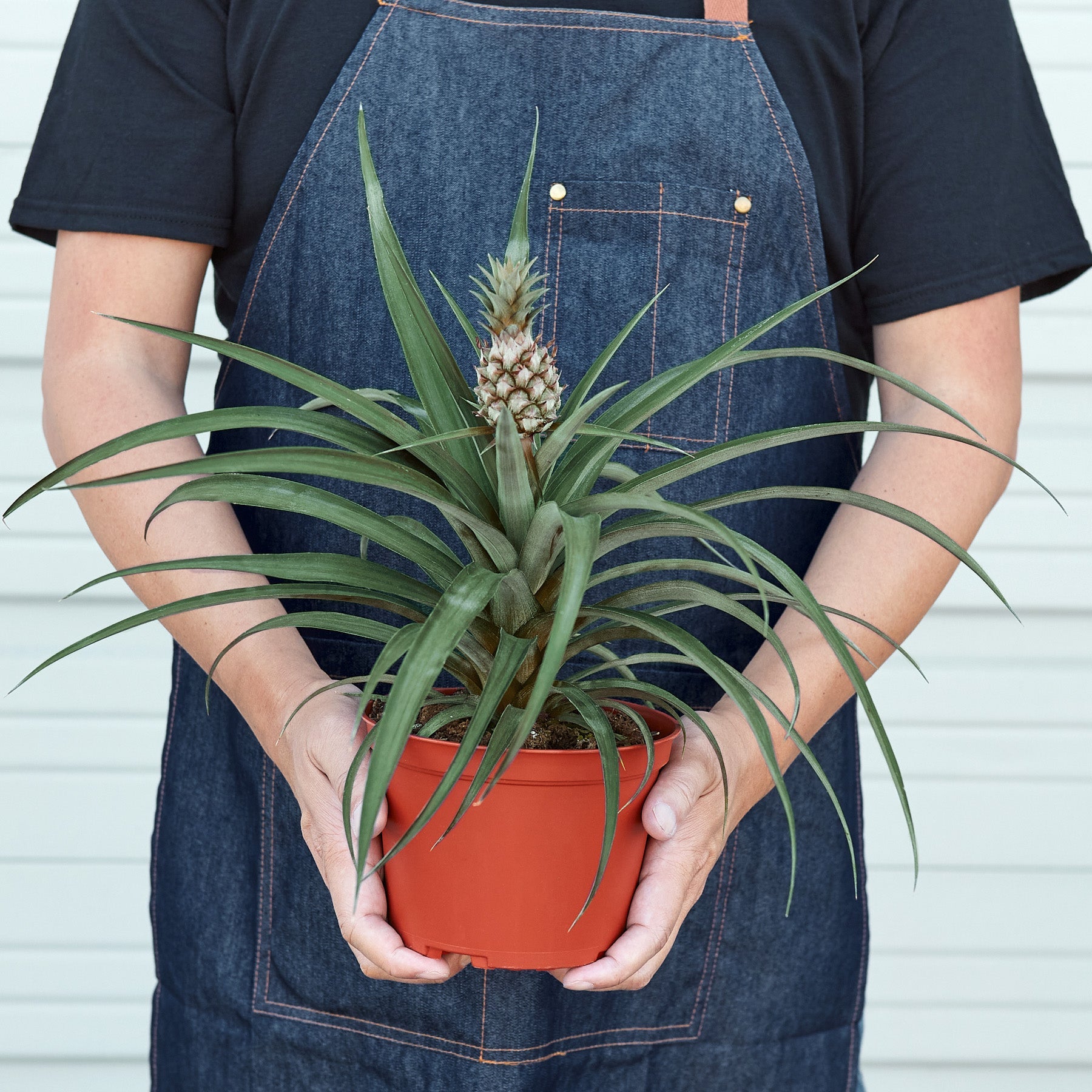 Bromeliad 'Yellow Pineapple' - 6" Pot-Indoor Plants-The Succulent Source