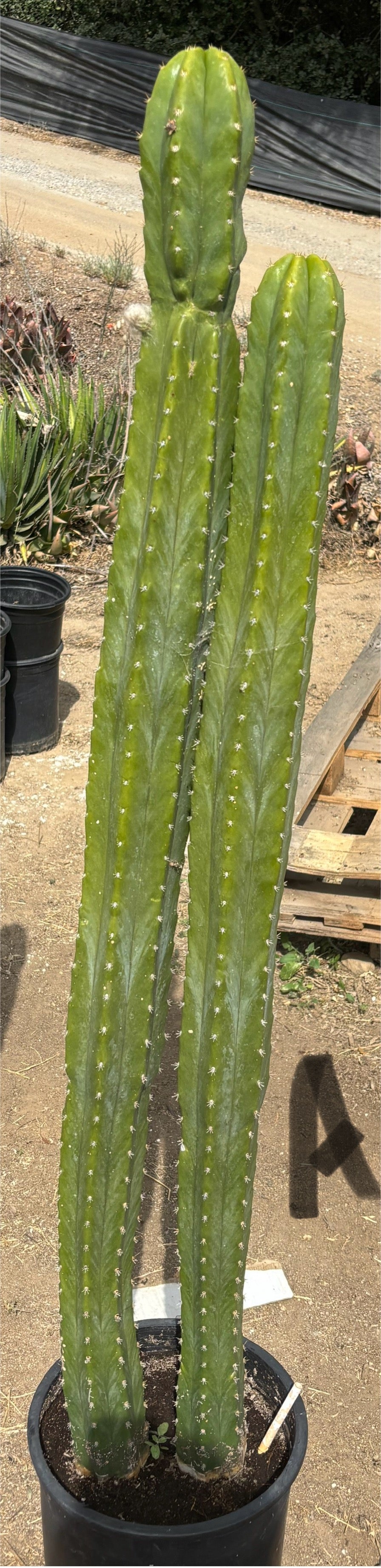 #EC125 EXACT GIANT Trichocereus Pachanoi PC Cactus Potted Specimens