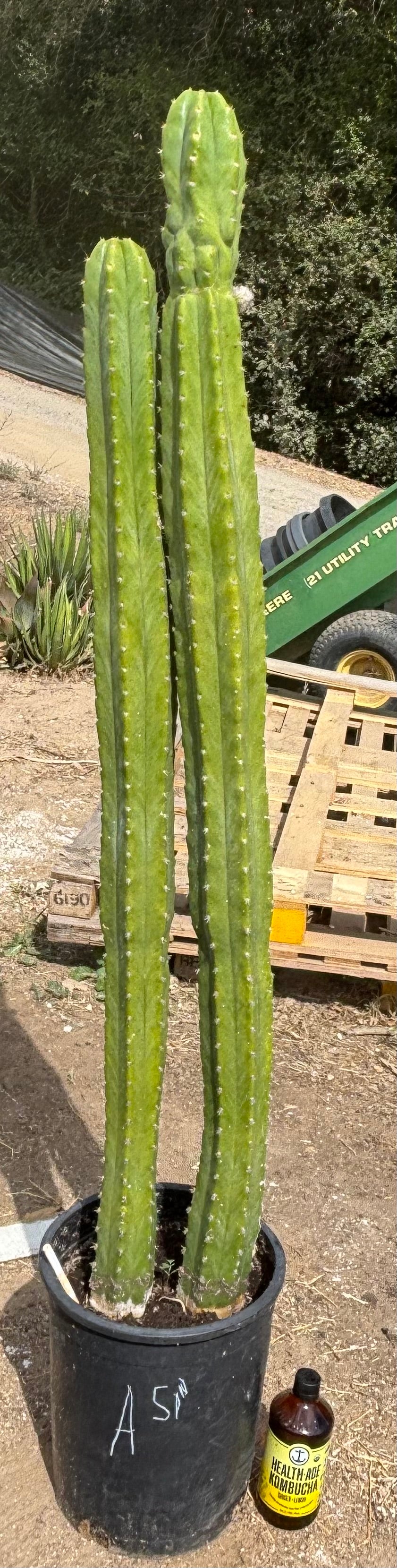 #EC125 EXACT GIANT Trichocereus Pachanoi PC Cactus Potted Specimens
