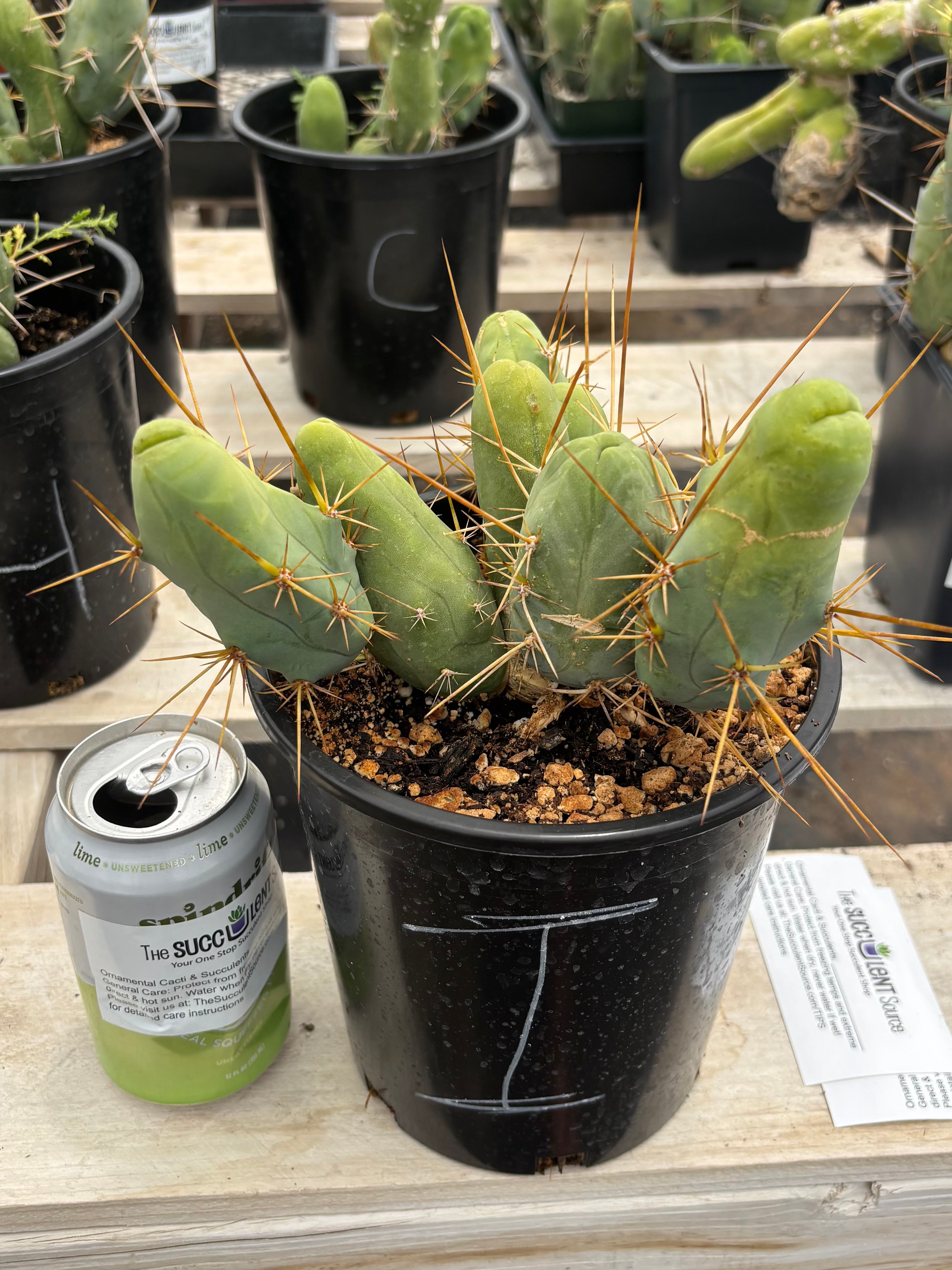 Trichocereus bridgesii forma monstrose TBM inermis aka Ornamental Penis Cactus Plant